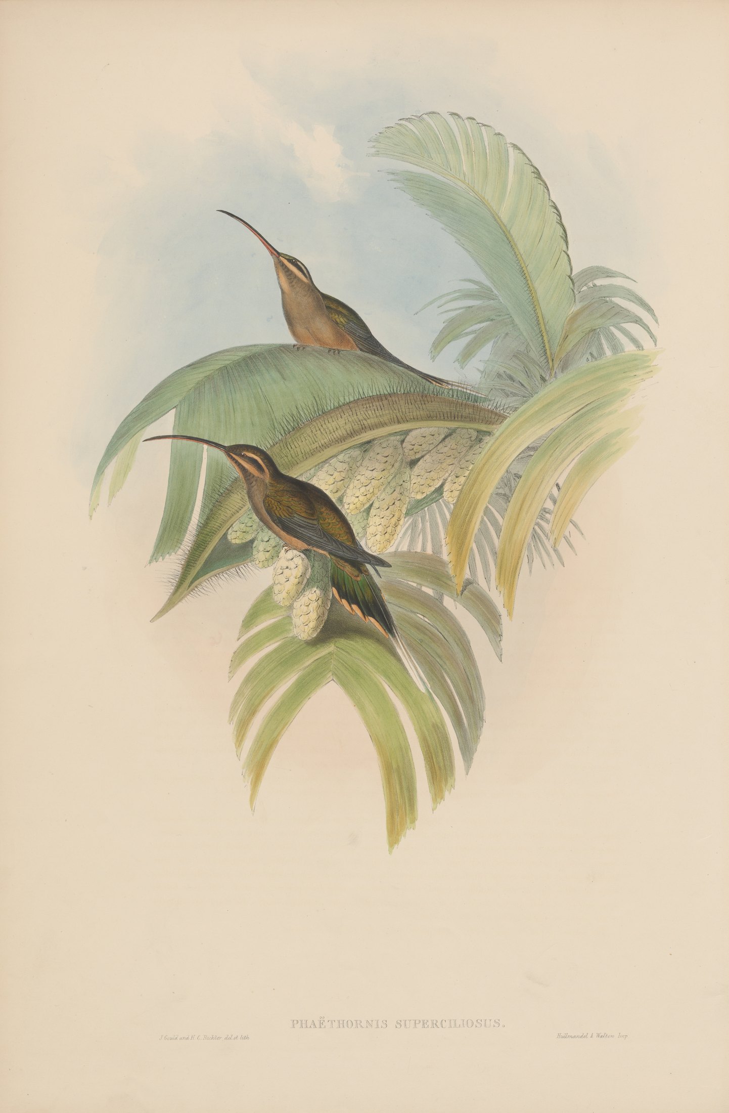 Phaëthornis superciliosus — John Gould