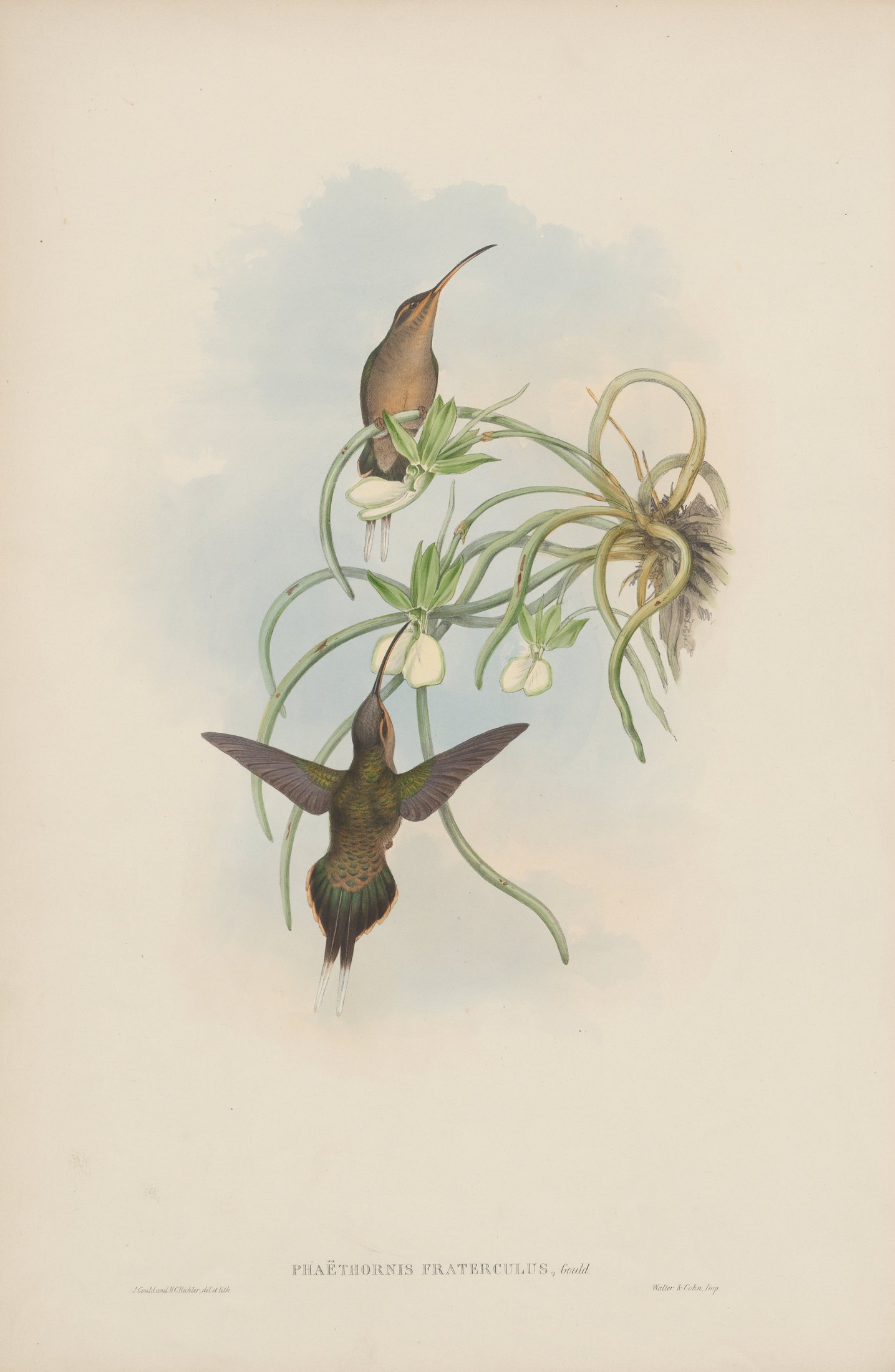 Phaëthornis fraterculus, Gould — John Gould