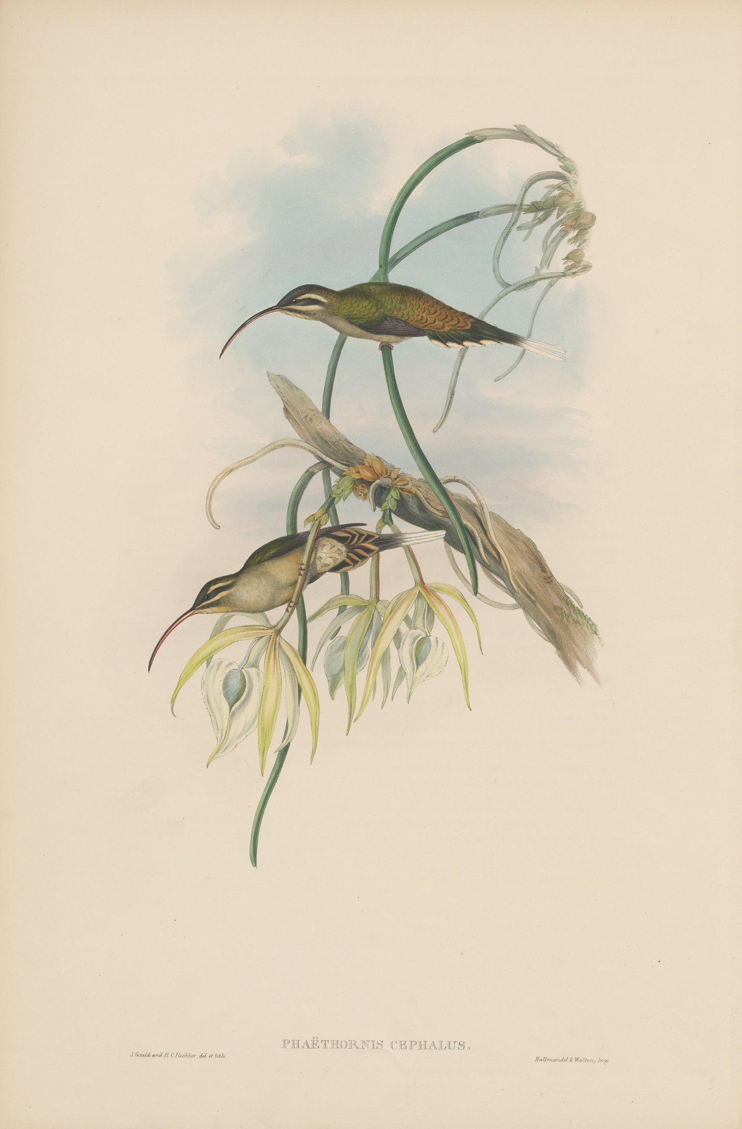 Phaëthornis cephalus — John Gould