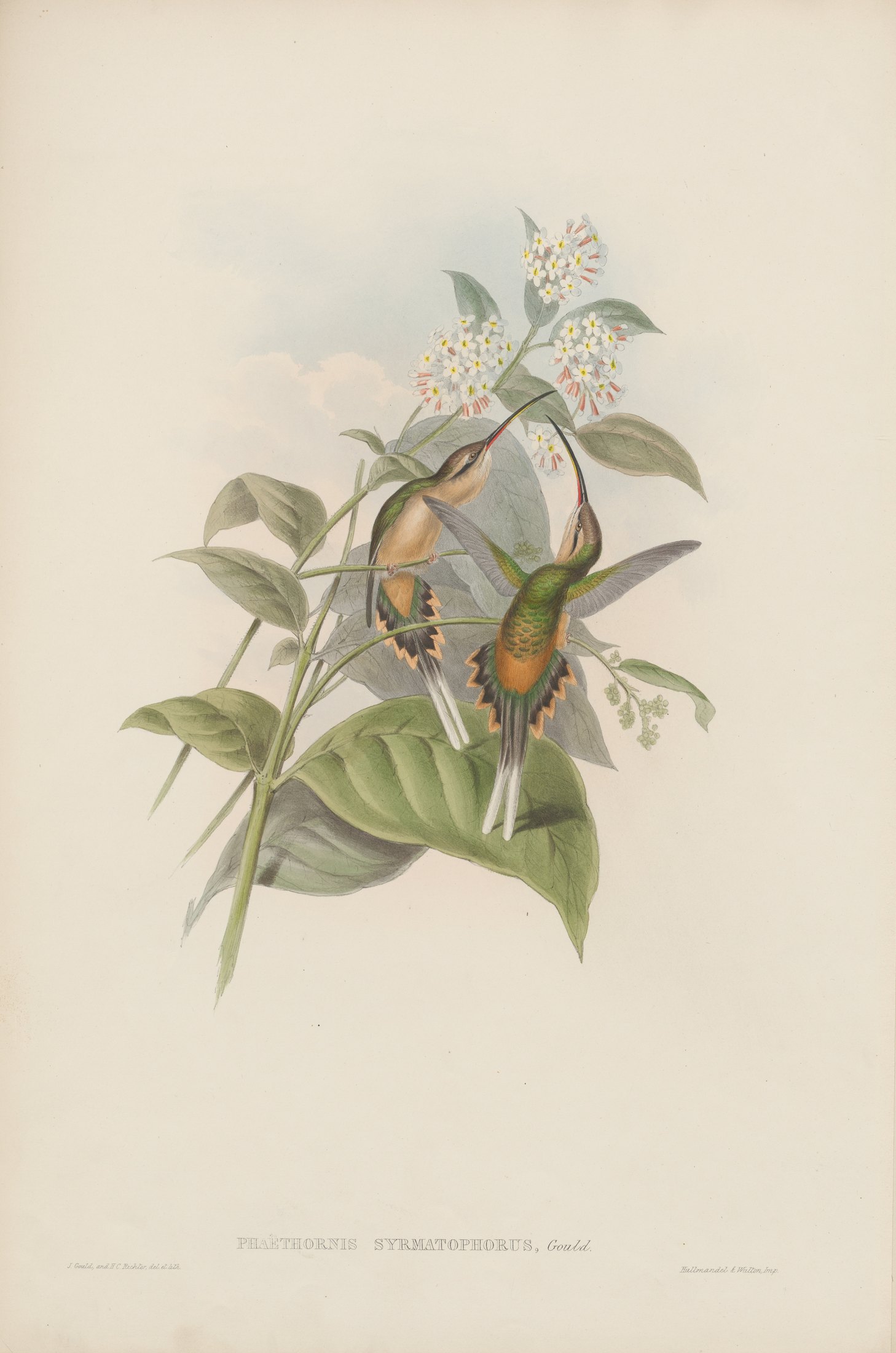 Phaëthornis syrmatophorus, Gould — John Gould