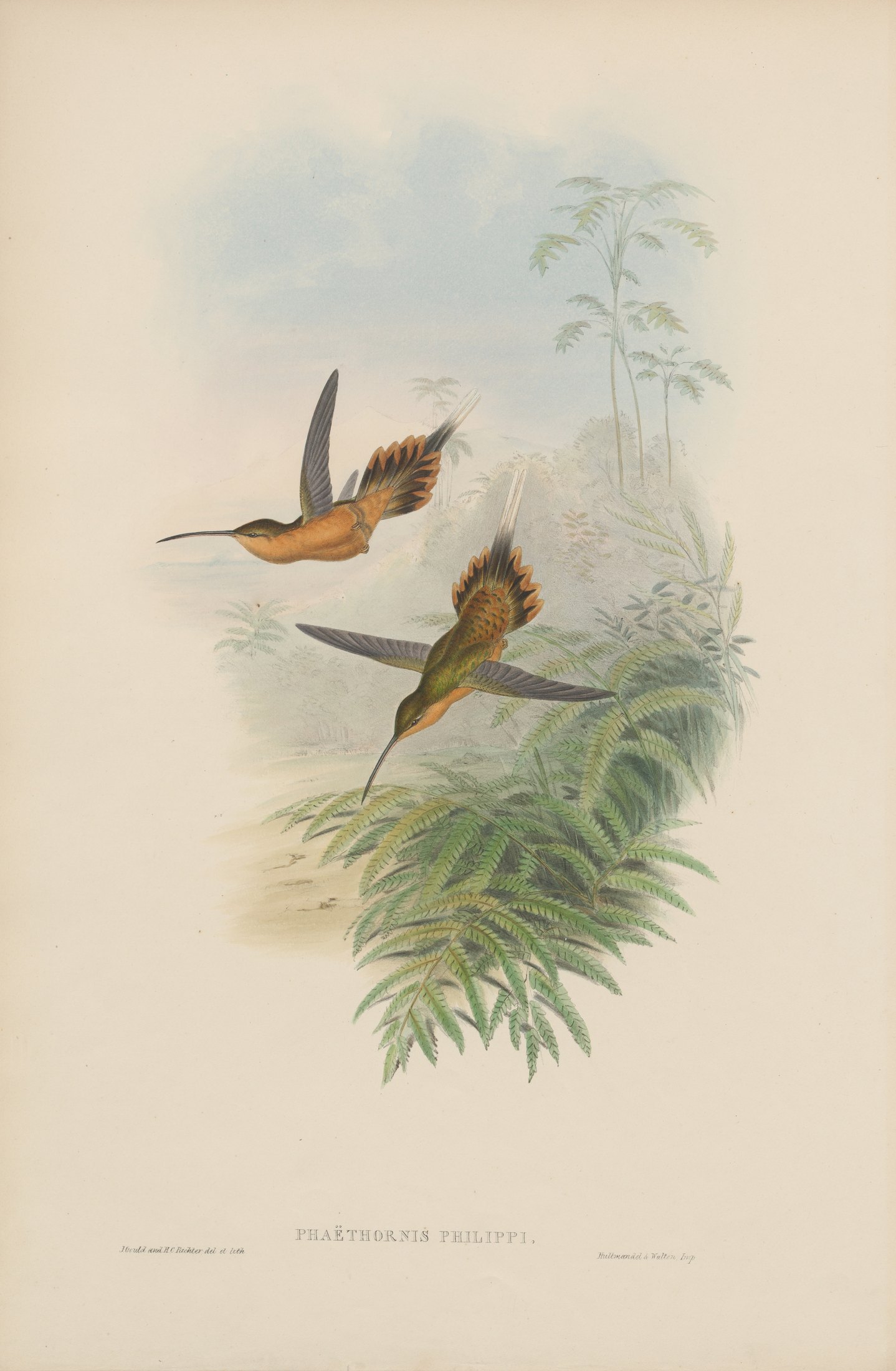 Phaëthornis philippi — John Gould