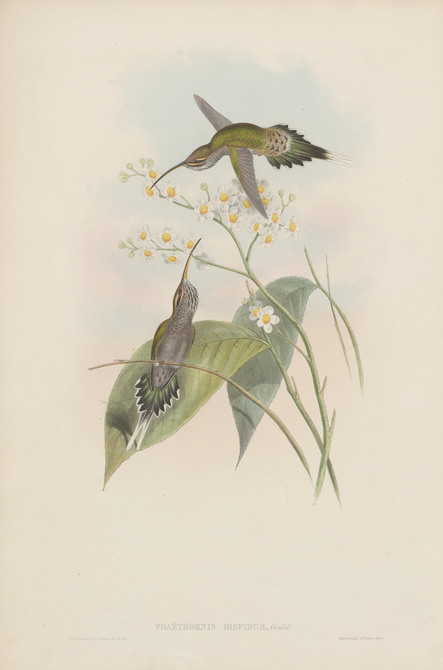 Phaëthornis hispidus, Gould — John Gould