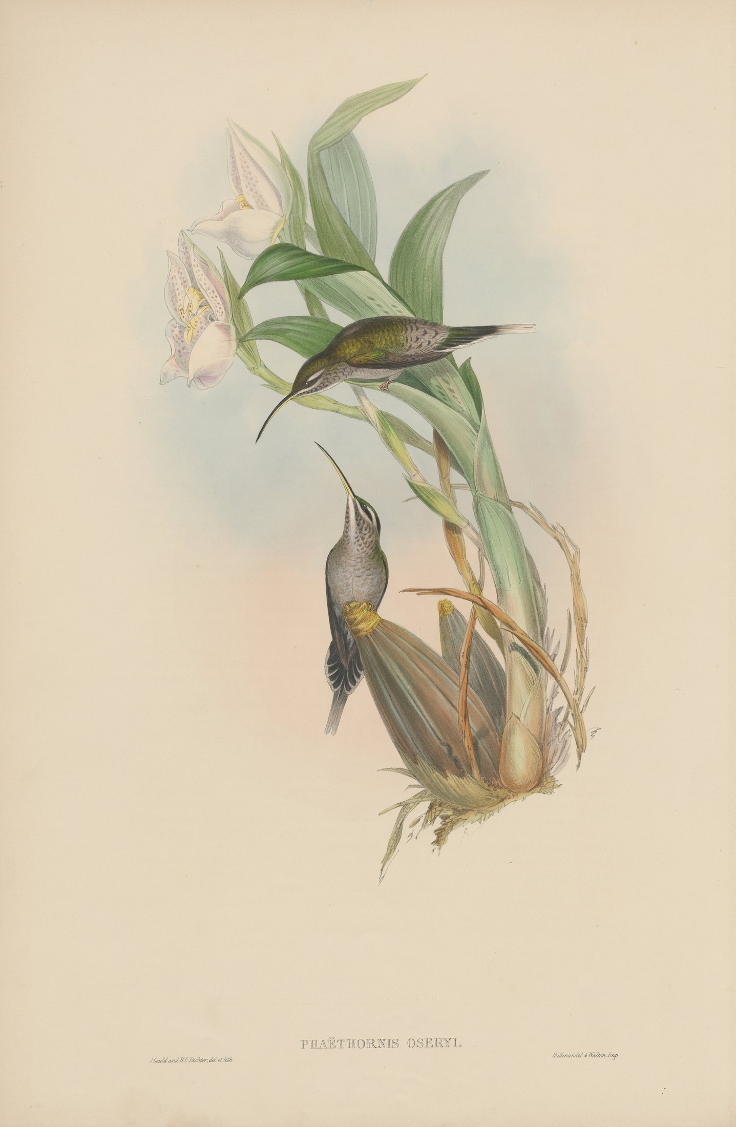 Phaëthornis oseryi — John Gould