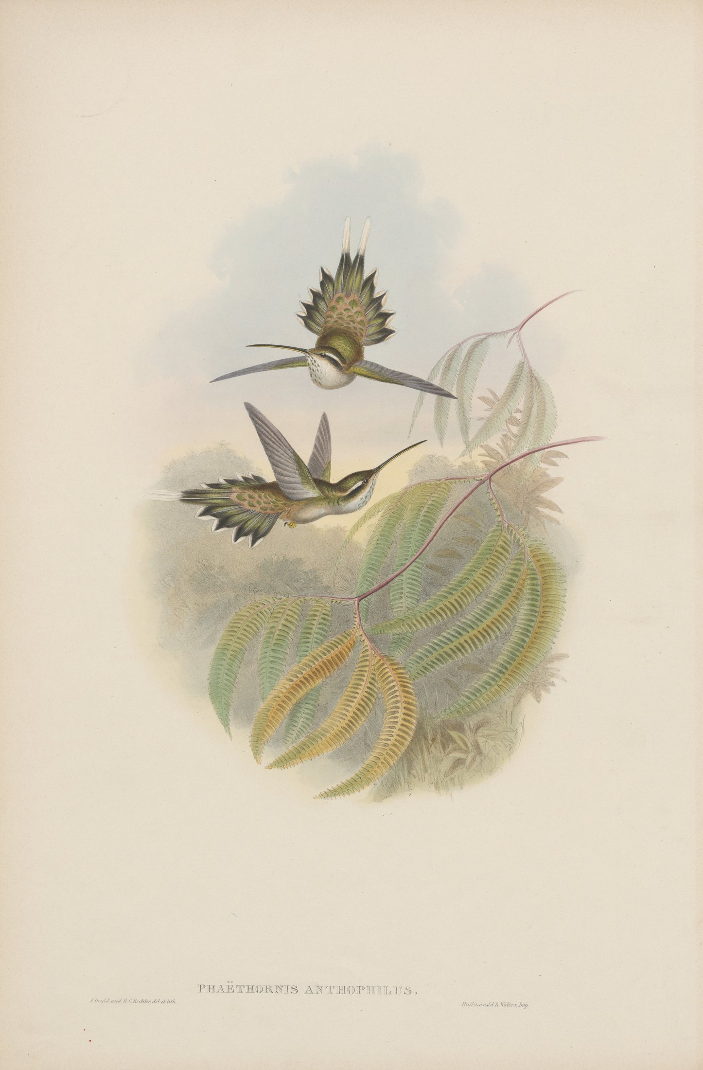 Phaëthornis anthophilus — John Gould