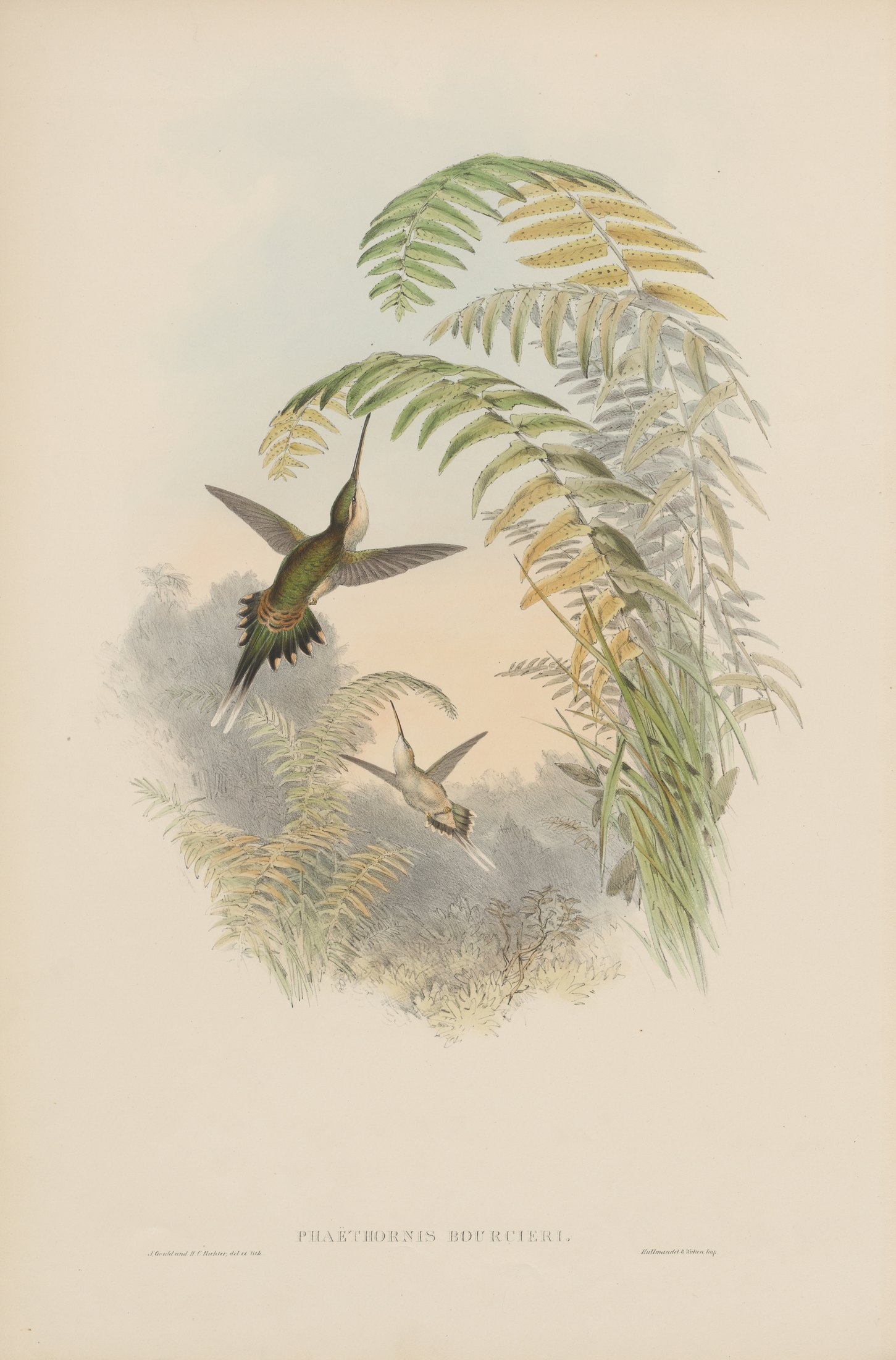 Phaëthornis bourcieri — John Gould