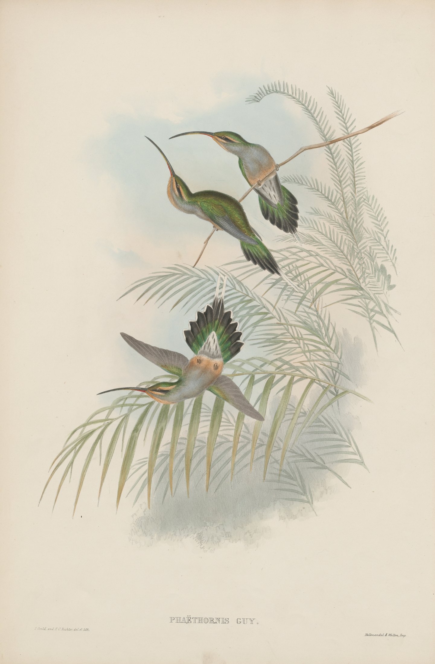 Phaëthornis guyi — John Gould
