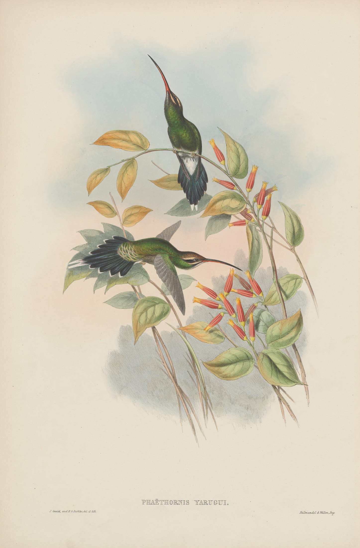 Phaëthornis yaruqui — John Gould