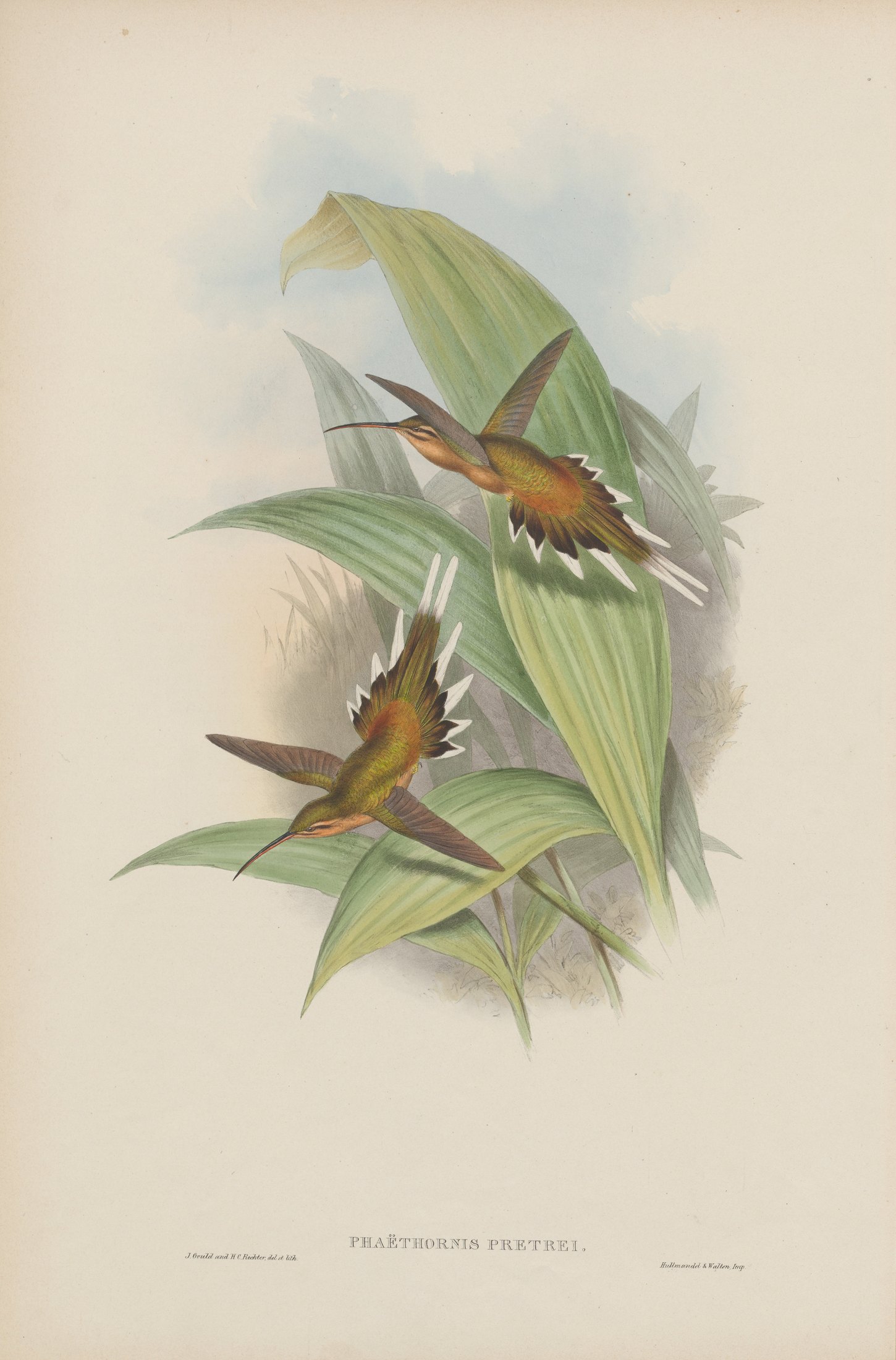 Phaëthornis pretrei — John Gould