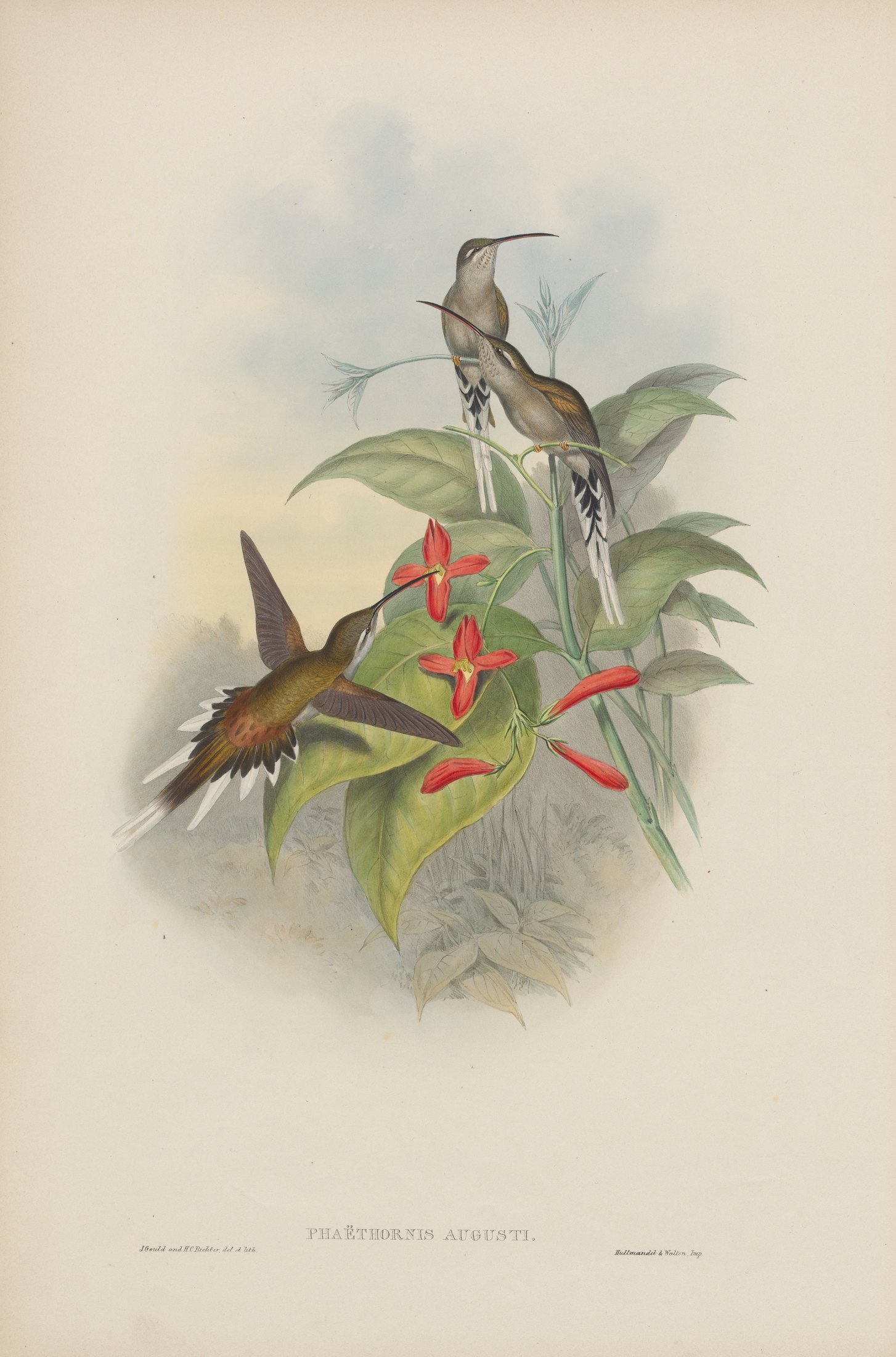 Phaëthornis augusti — John Gould