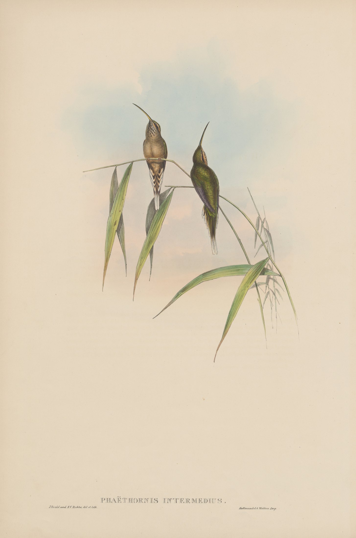 Phaëthornis intermedius — John Gould