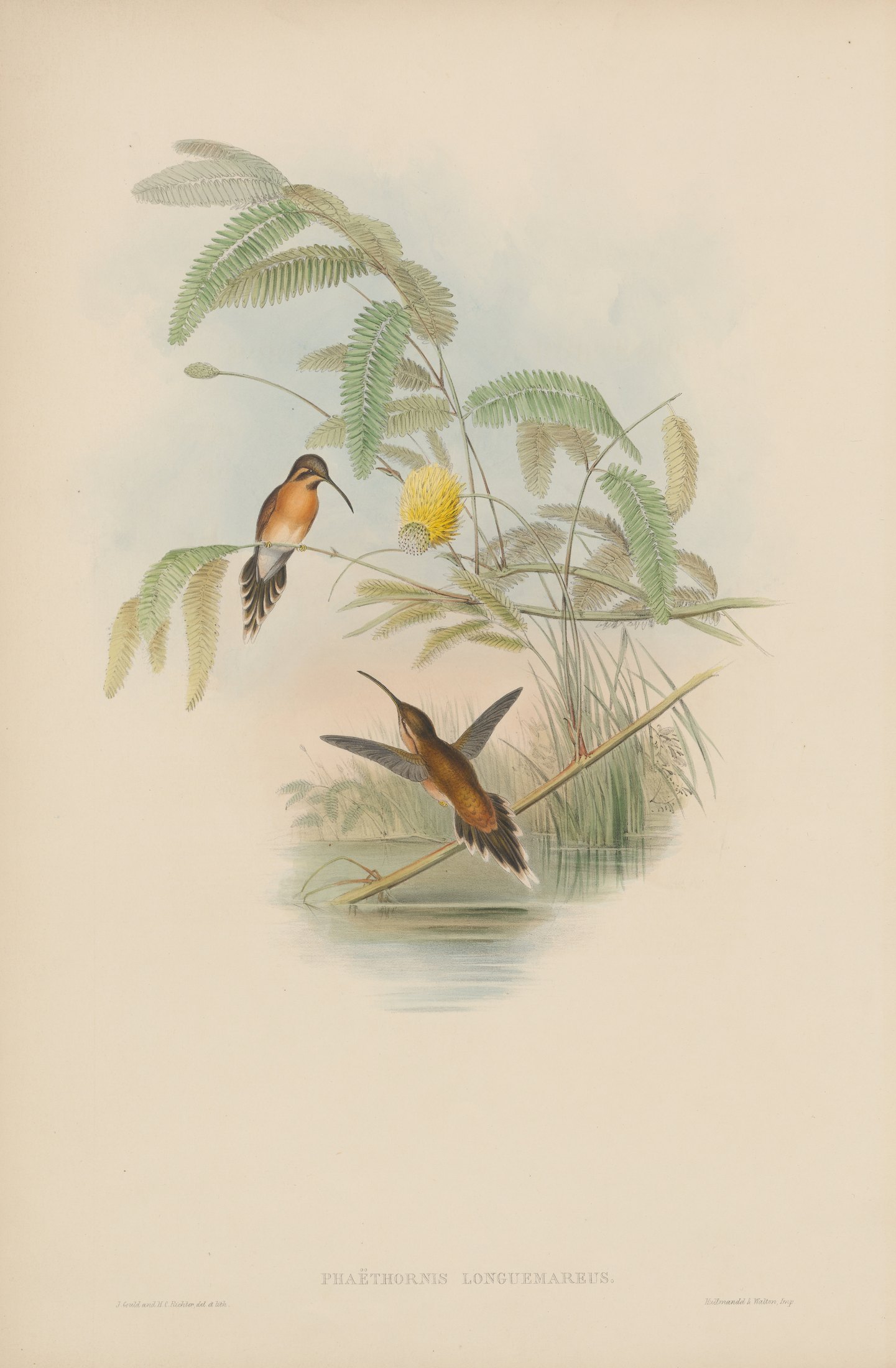 Phaëthornis longuemareus — John Gould