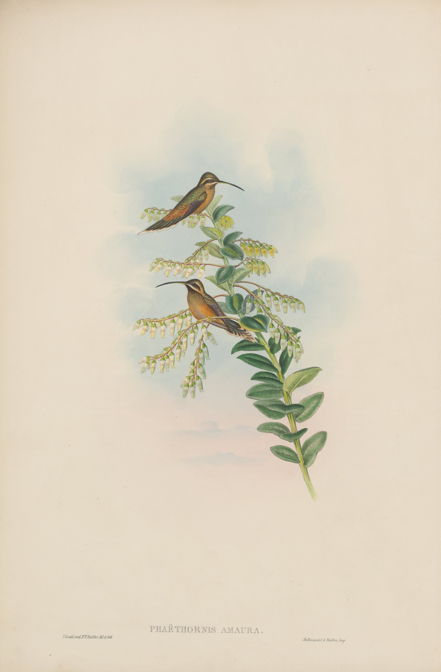 Phaëthornis amaura — John Gould