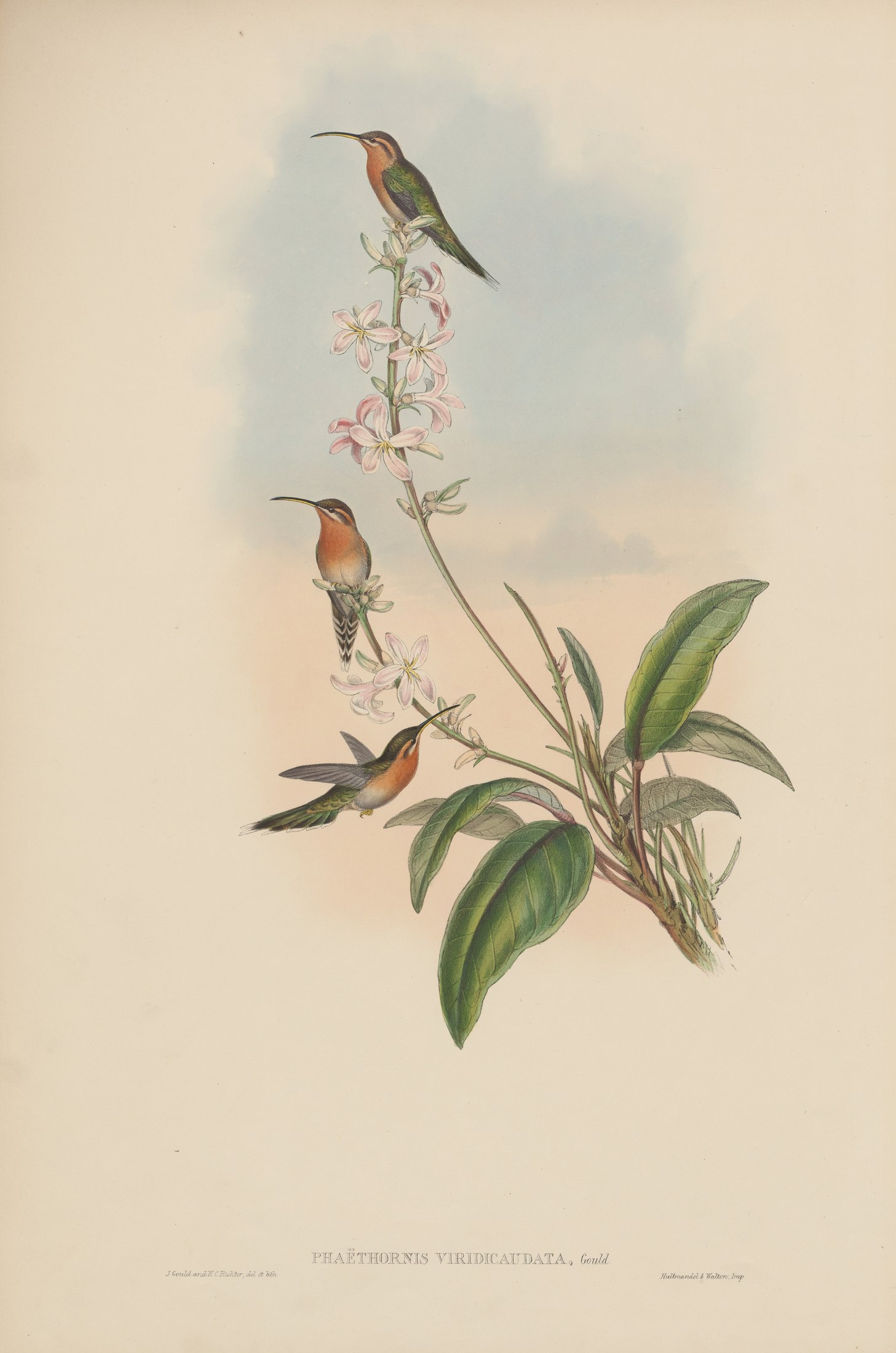 Phaëthornis viridicaudata, Gould — John Gould