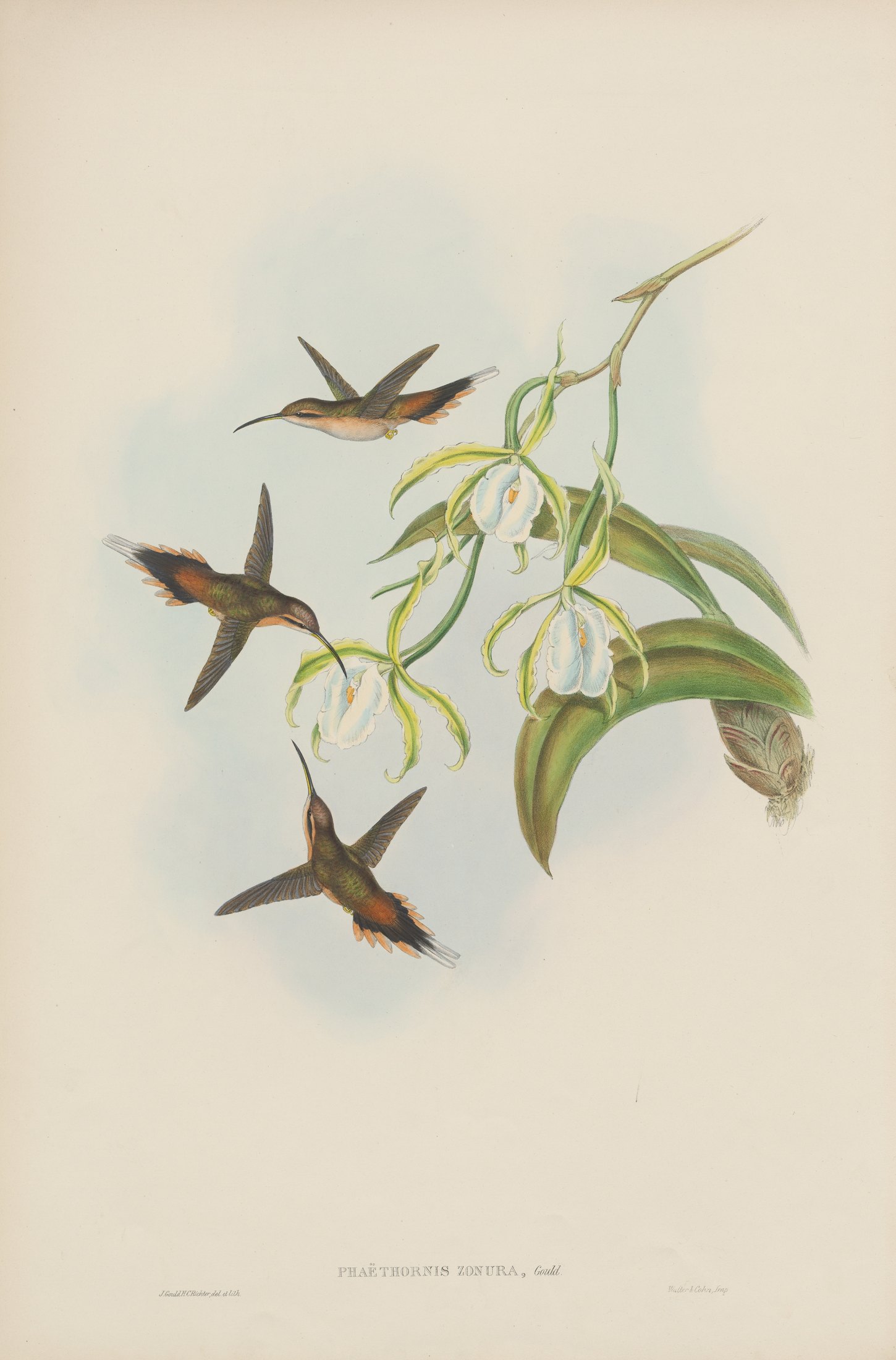 Phaëthornis zonura — John Gould