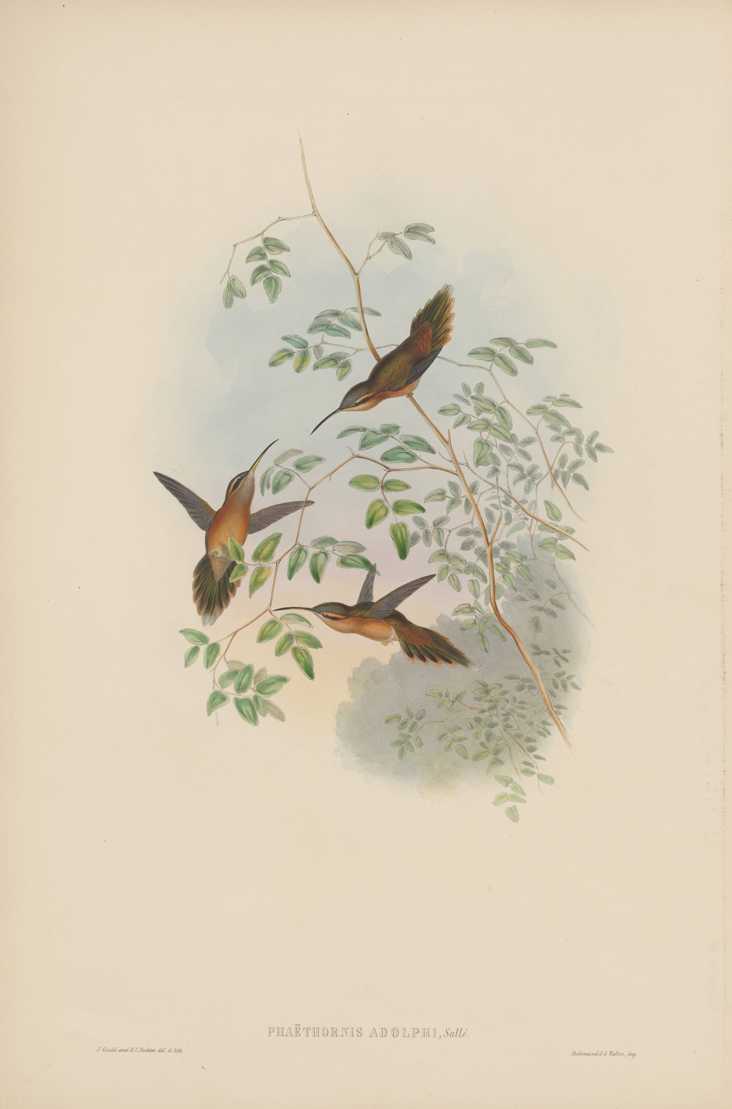 Phaëthornis adolphi, Bourc. — John Gould