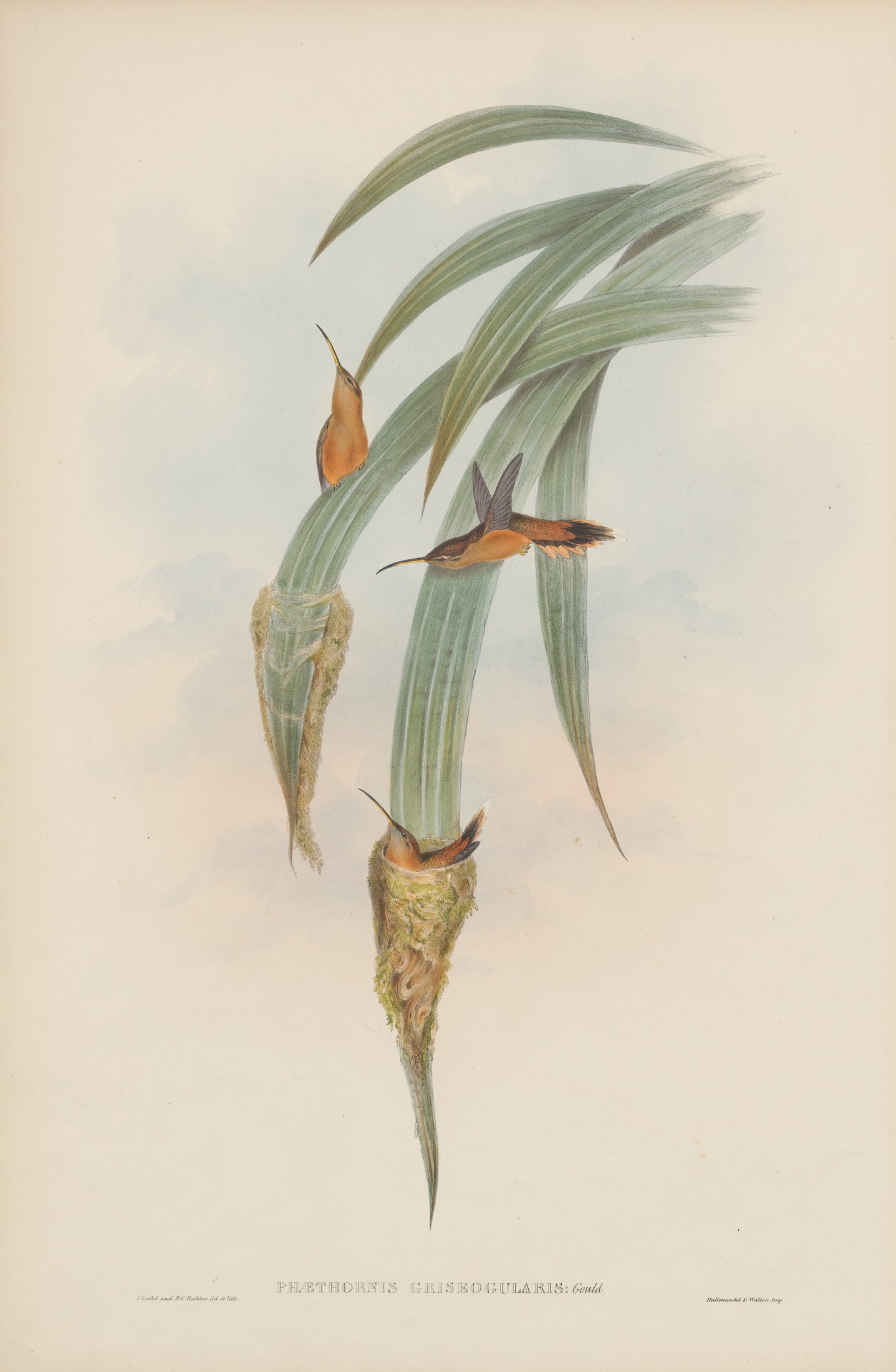 Phaëthornis griscogularis, Gould — John Gould