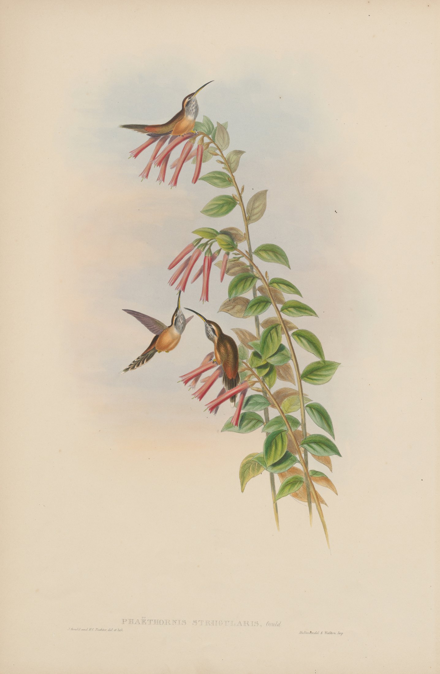 Phaëthornis striigularis, Gould — John Gould