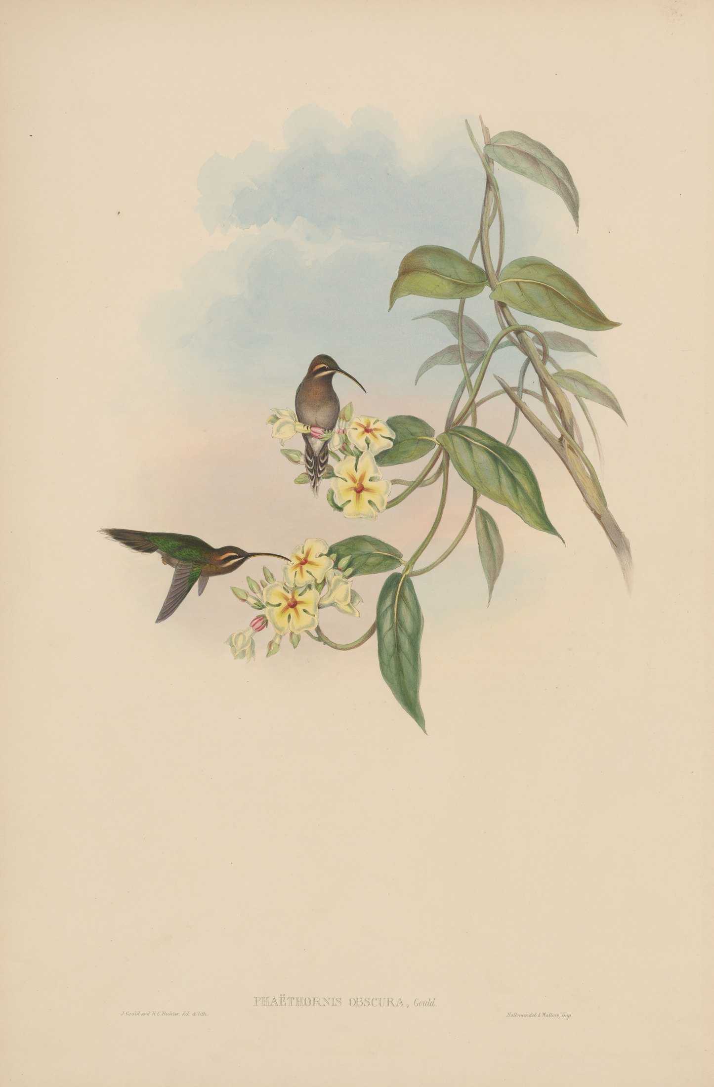 Phaëthornis obscura, Gould — John Gould