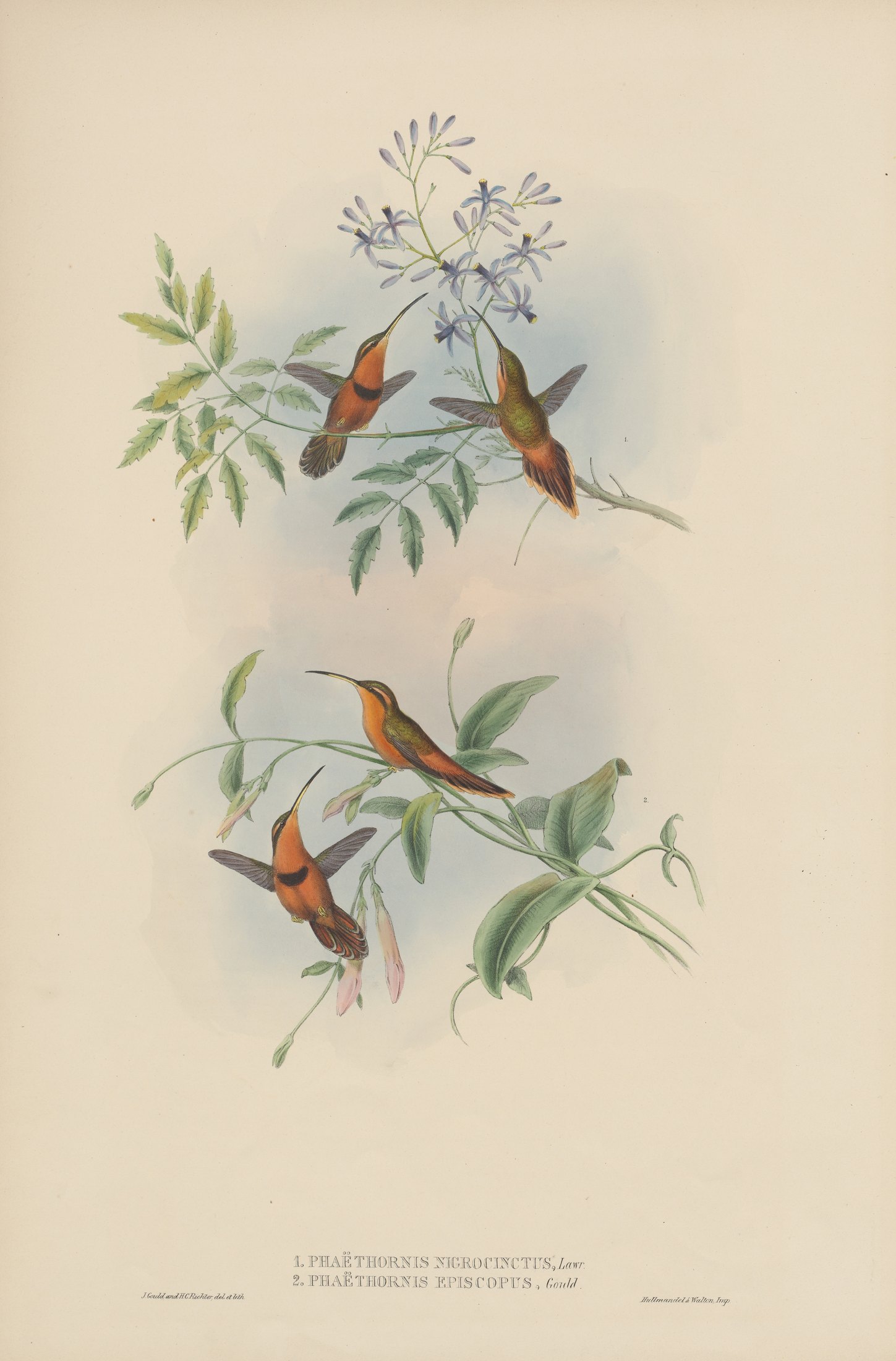 Phaëthornis nigricinctus, Lawr. and Phaëthornis episcopus, Gould — John Gould