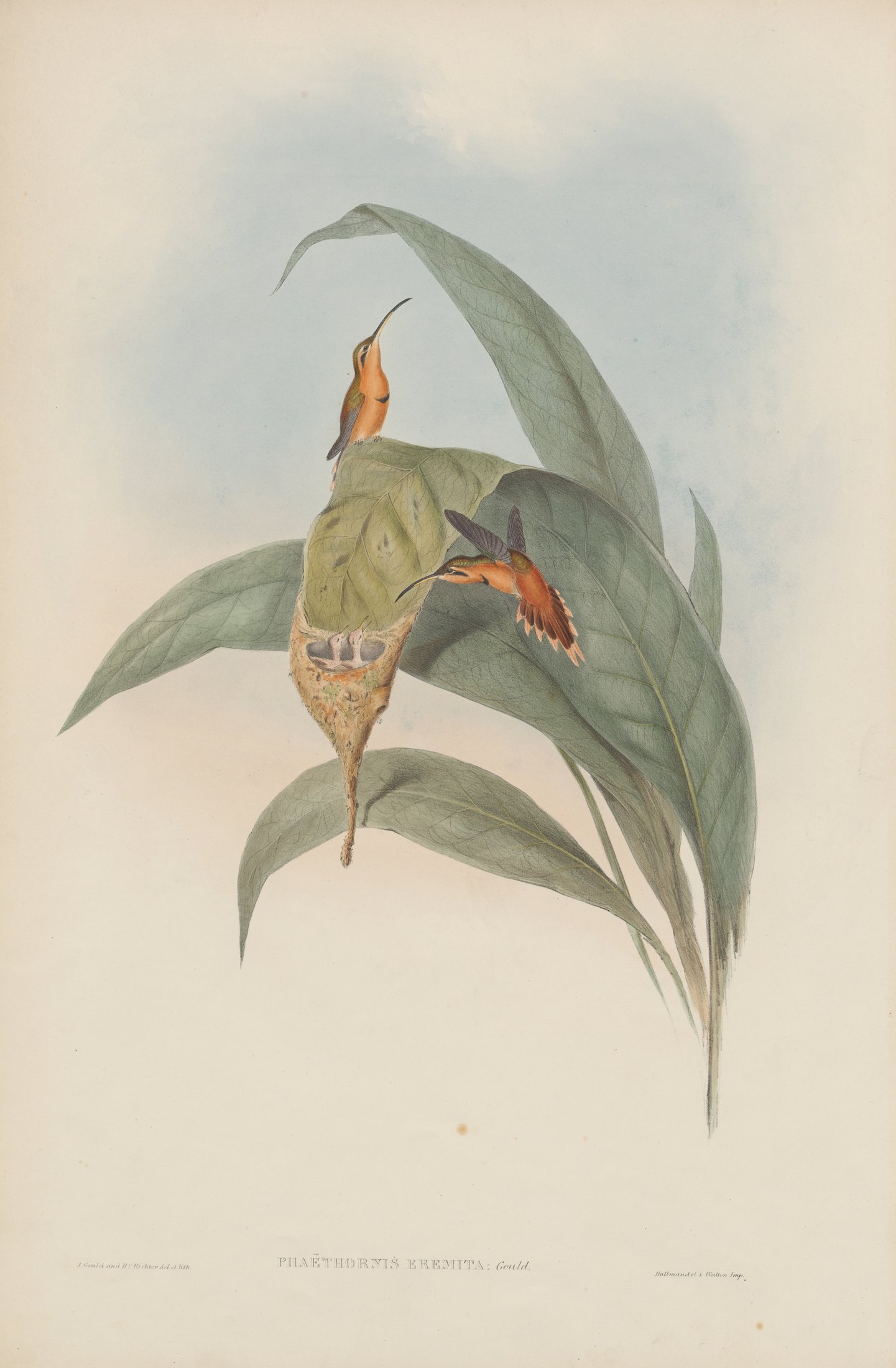 Phaëthornis eremita, Gould — John Gould