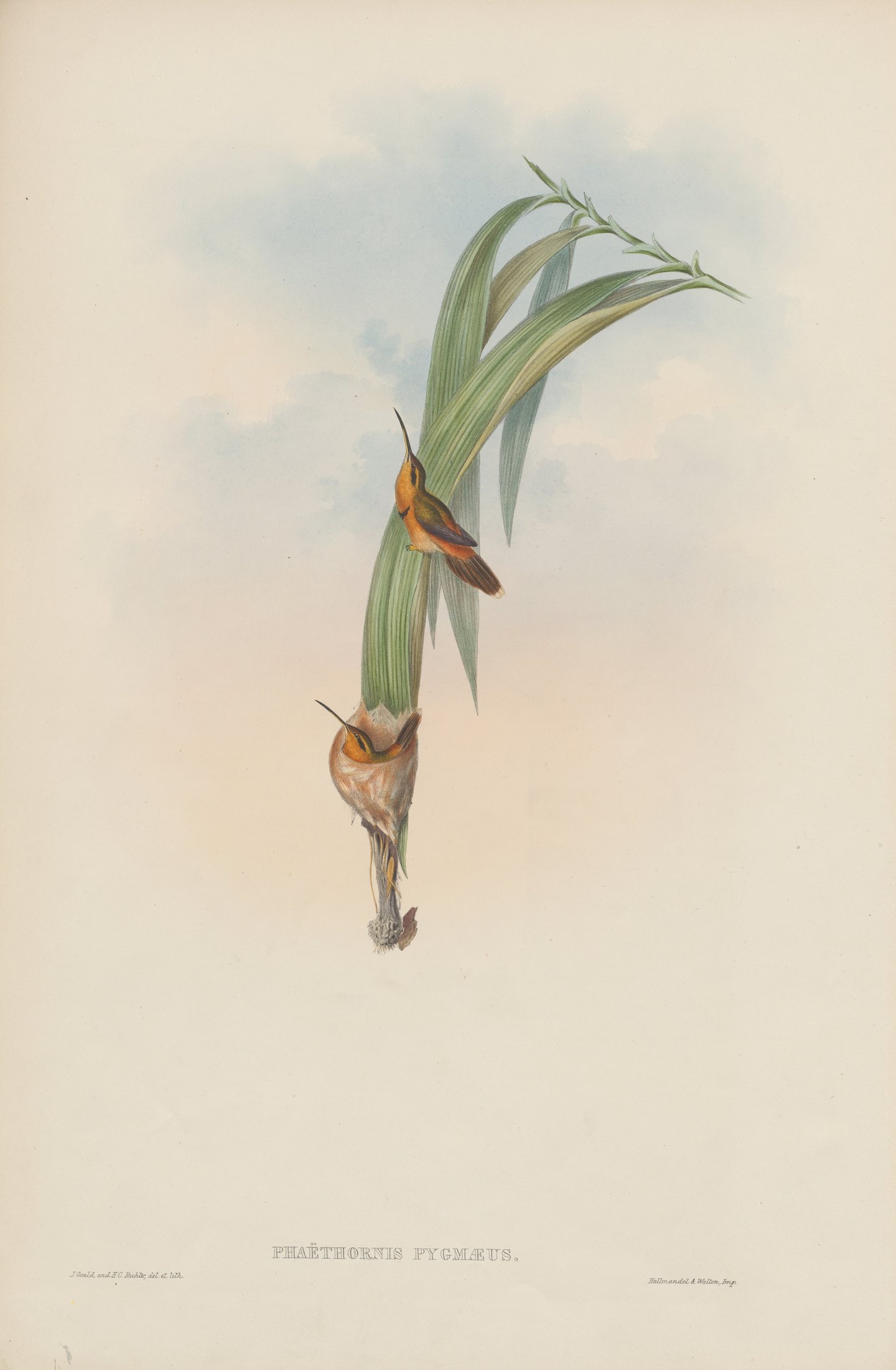 Phaëthornis pygmaeus — John Gould