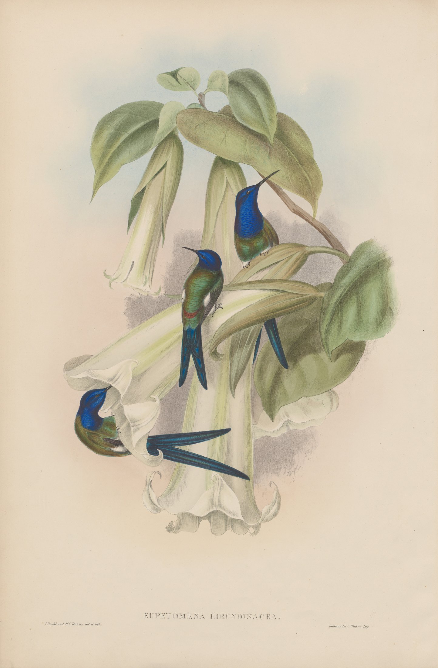 Eupetomena hirundinacea — John Gould