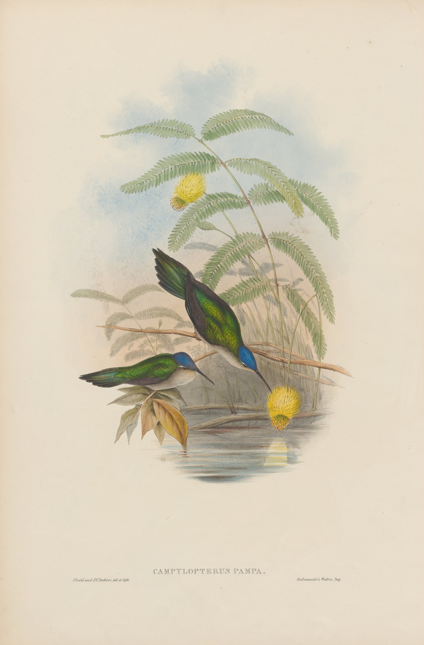 Campylopterus pampa, Less. — John Gould