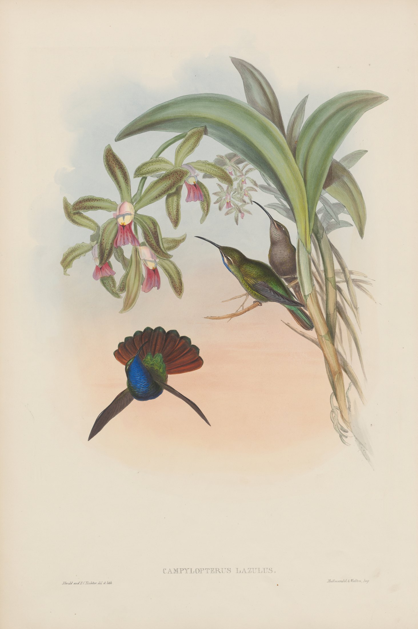 Campylopterus lazulus — John Gould