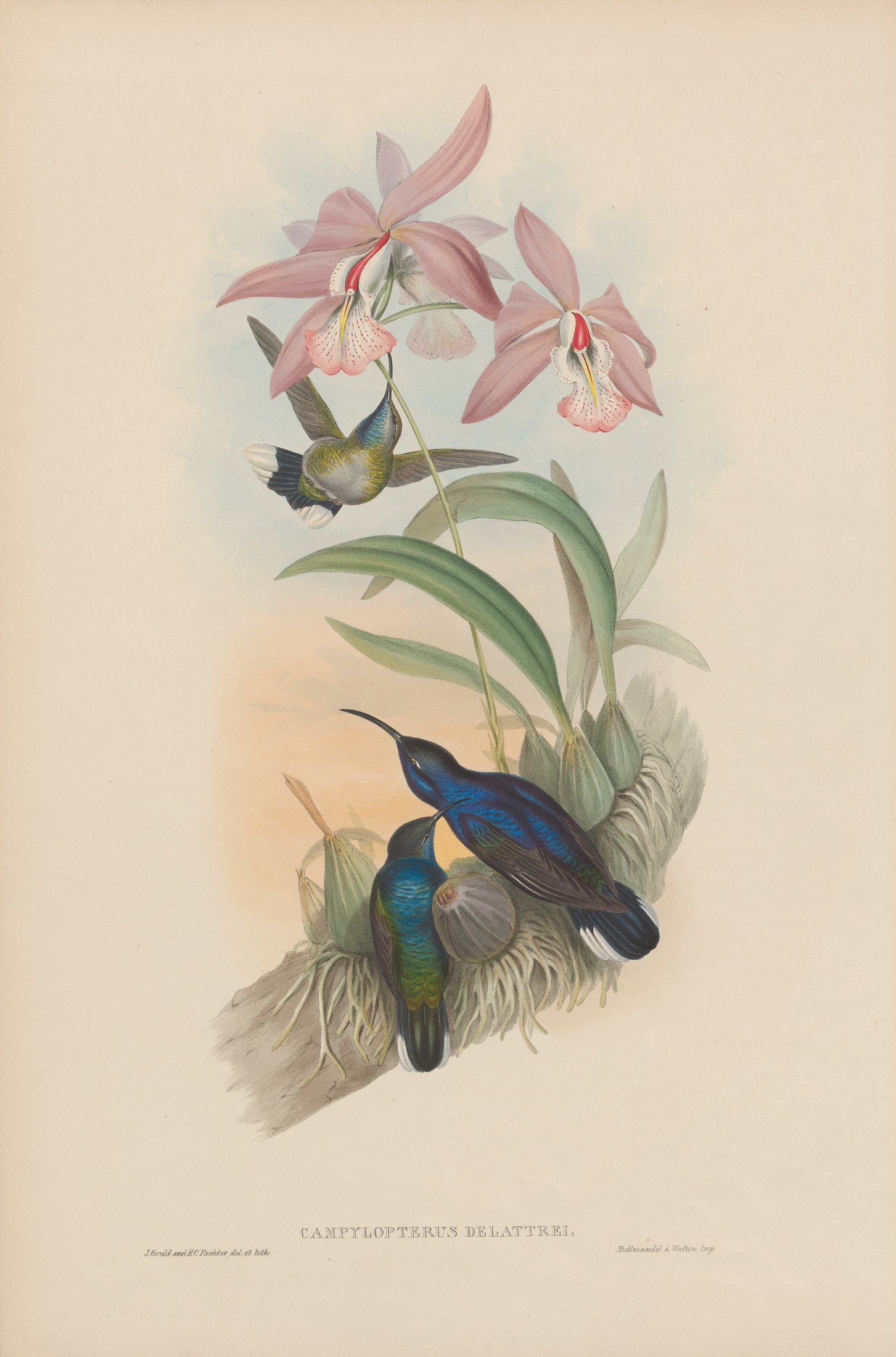 Campylopterus delattrei — John Gould