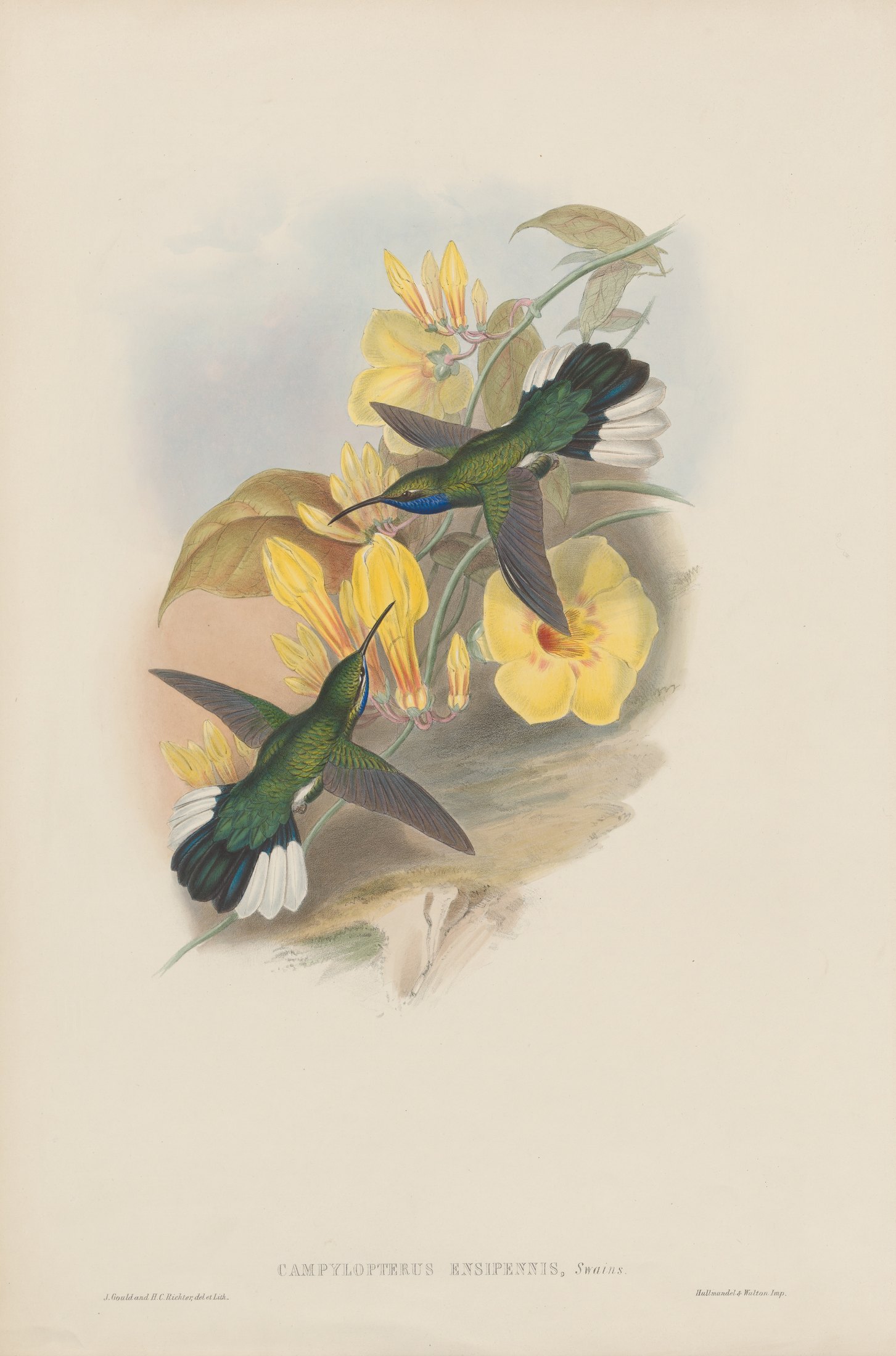 Campylopterus ensipennis, Swains. — John Gould