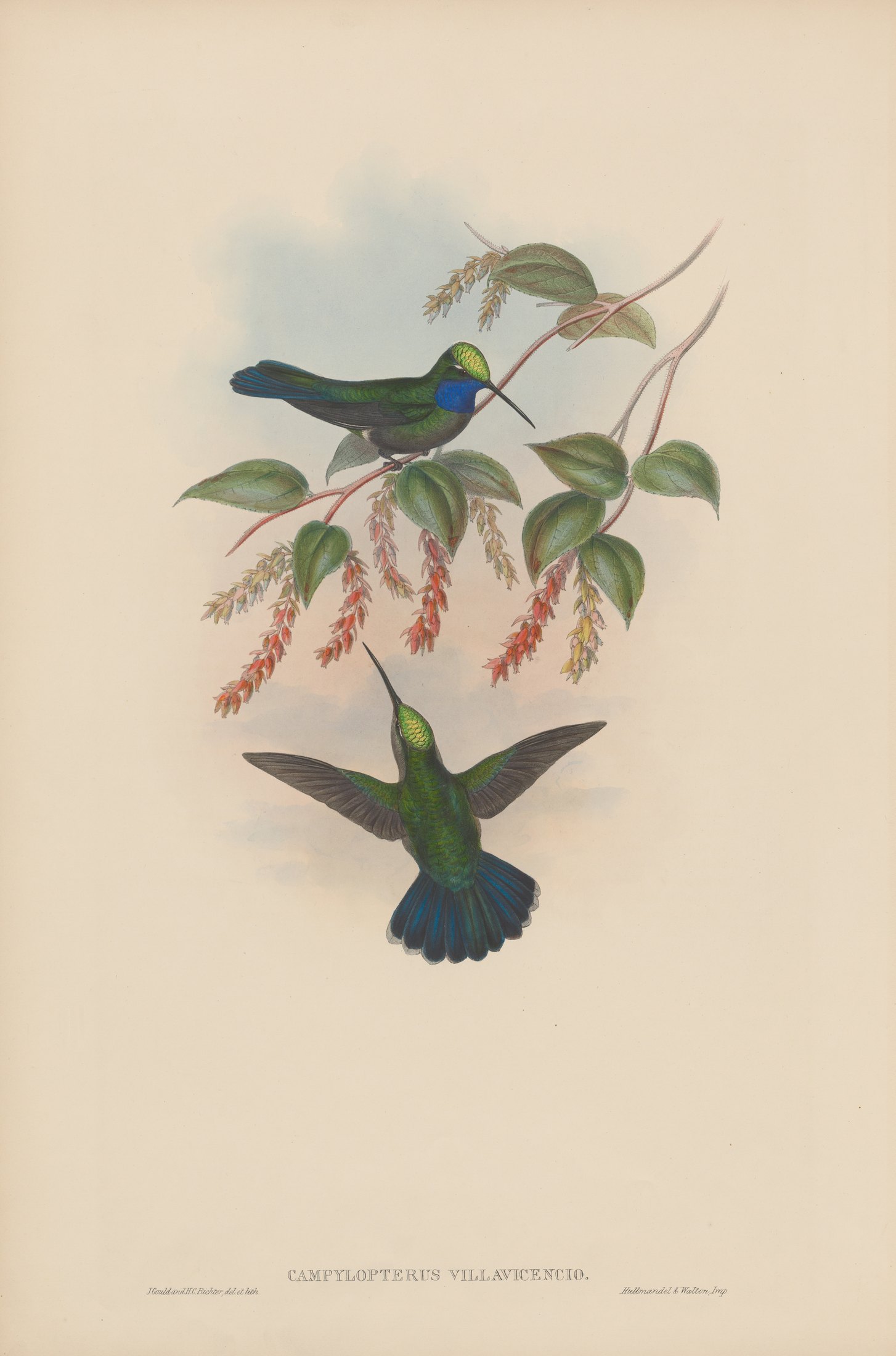 Campylopterus splendens, Lawr. and Campylopterus villavicencio — John Gould