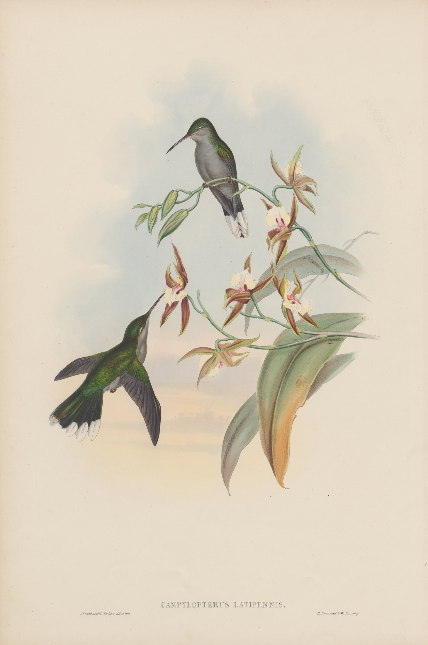 Campylopterus latipennis — John Gould