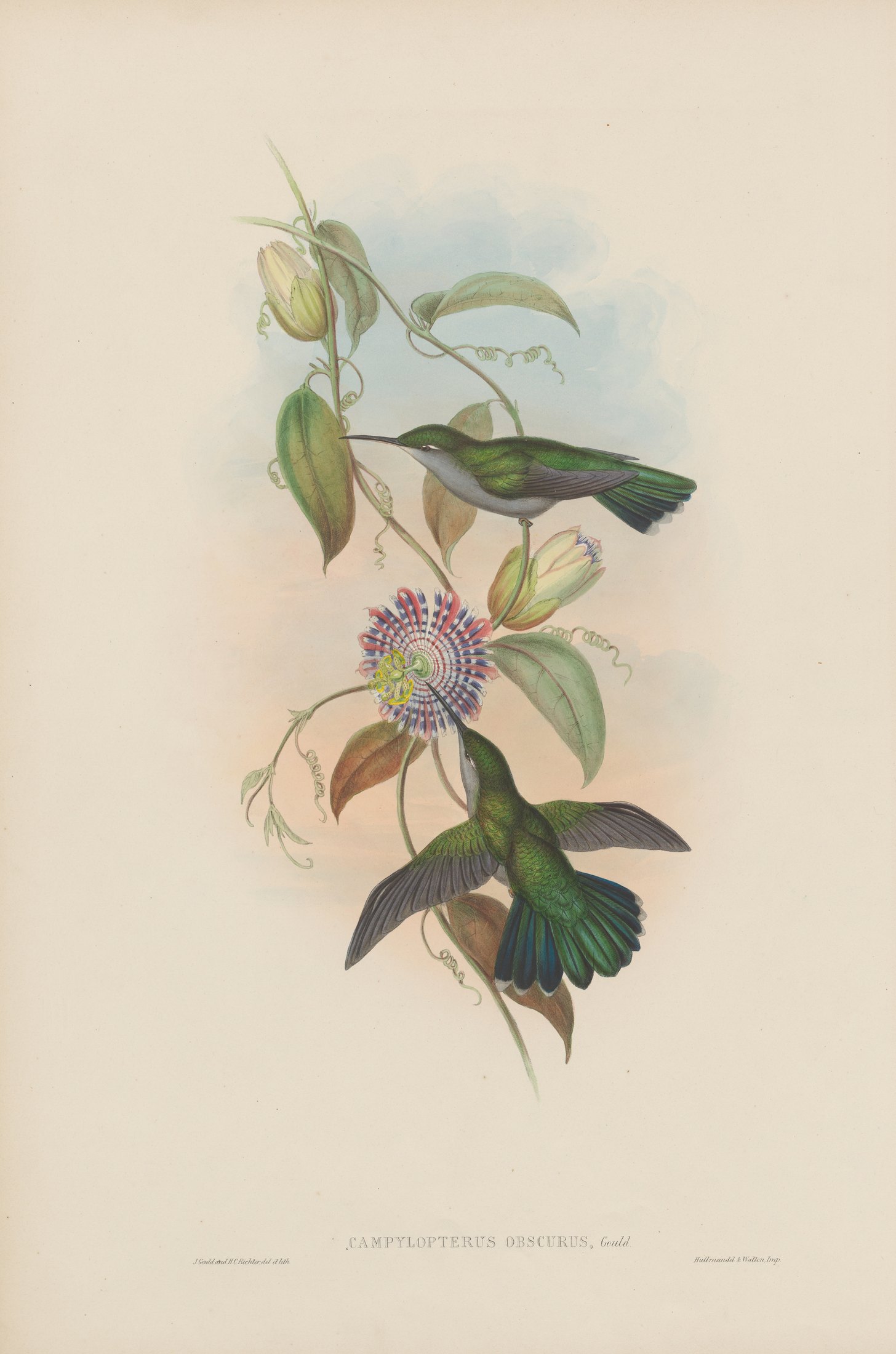 Campylopterus obscurus, Gould — John Gould