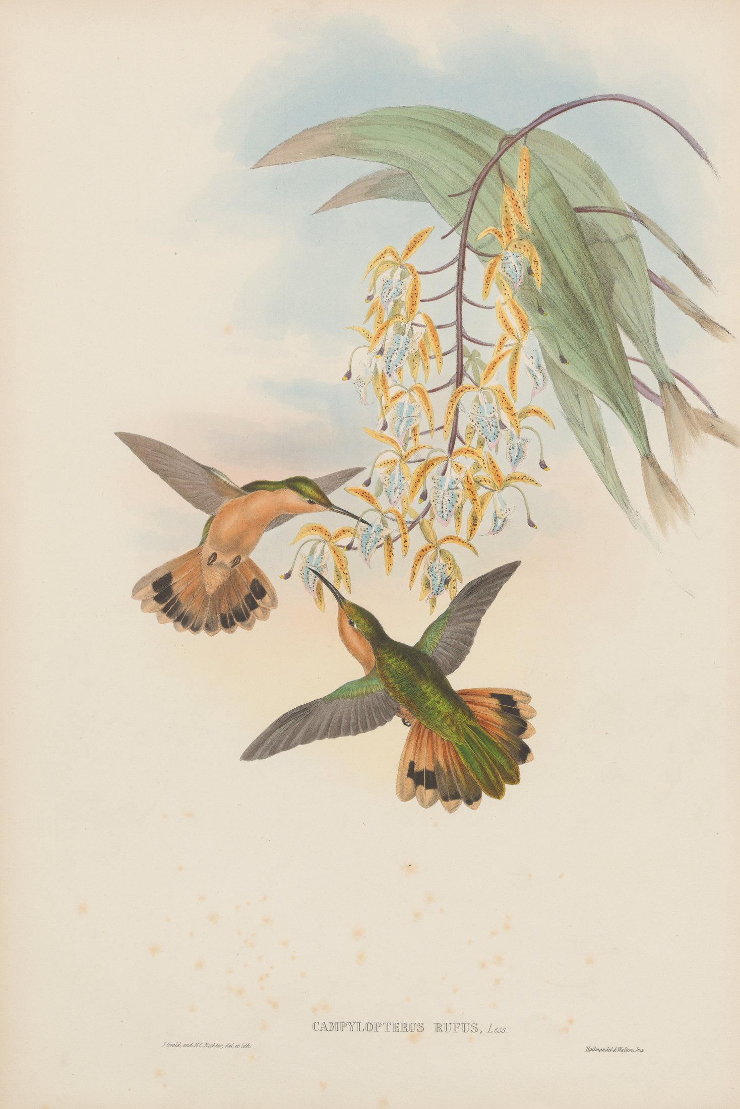 Campylopterus rufus, Less. — John Gould