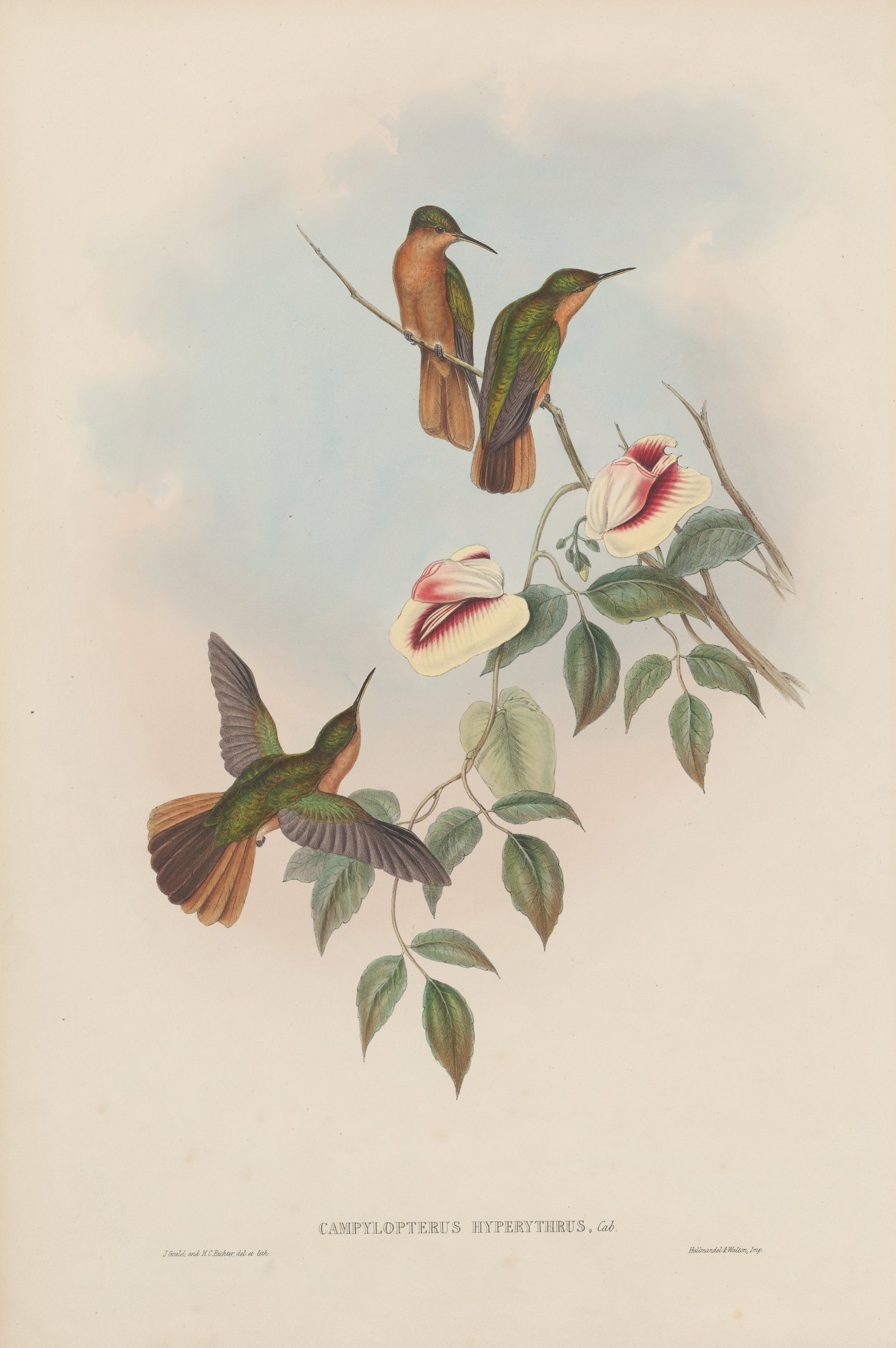 Campylopterus hyperythrus, Cab. — John Gould