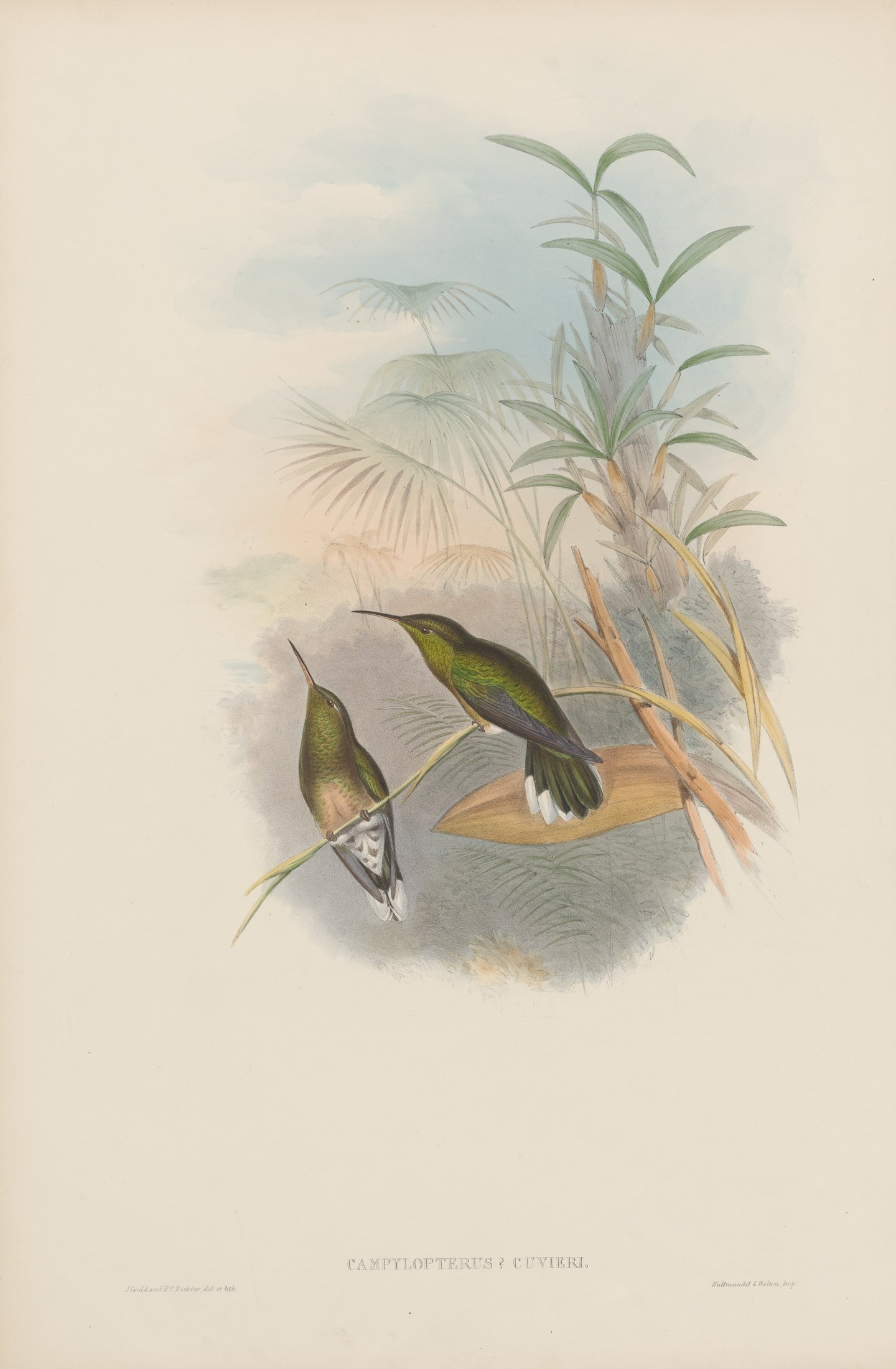 Campylopterus ? cuvieri — John Gould