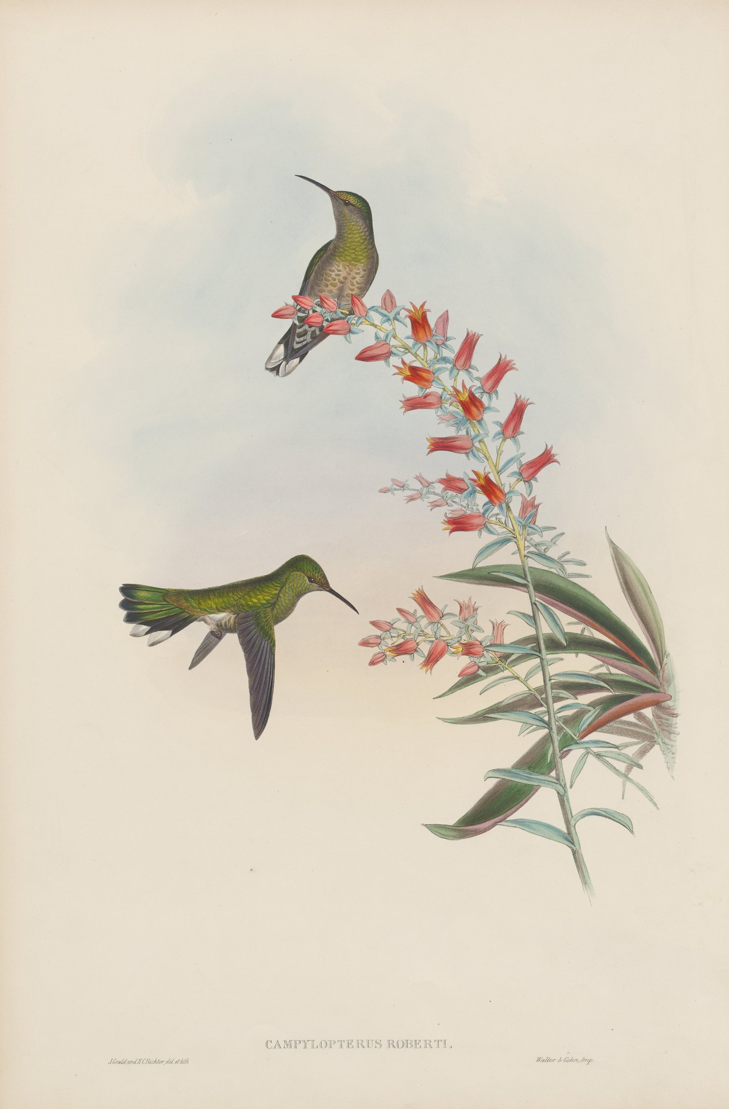 Campylopterus roberti — John Gould