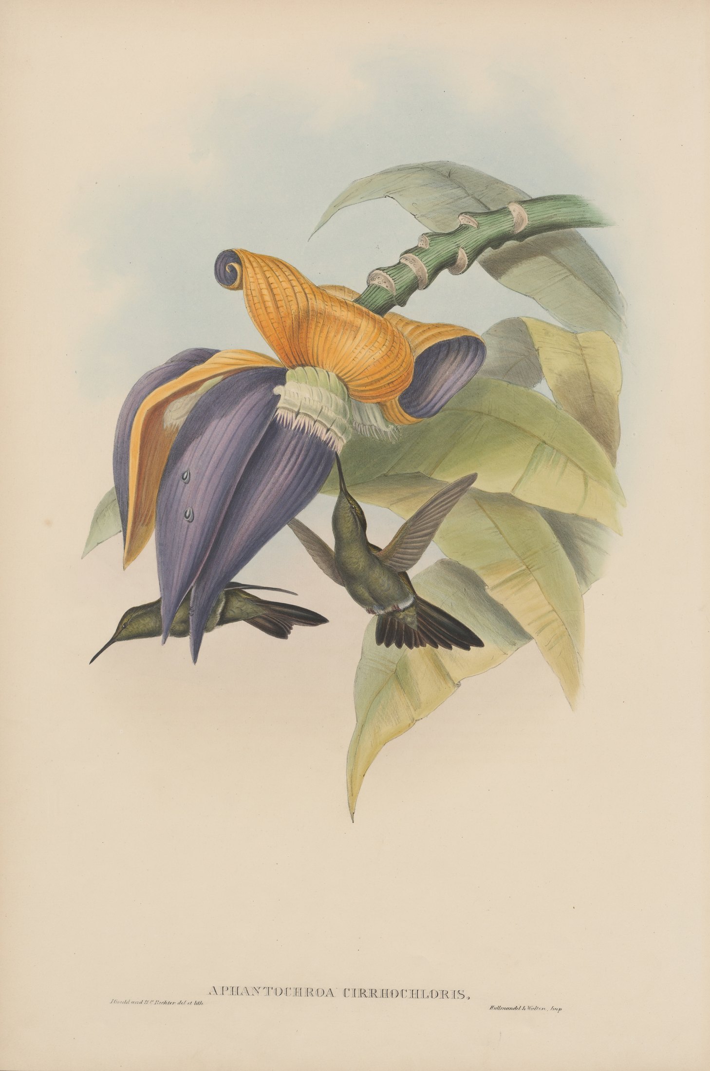 Aphantochroa cirrhochloris — John Gould