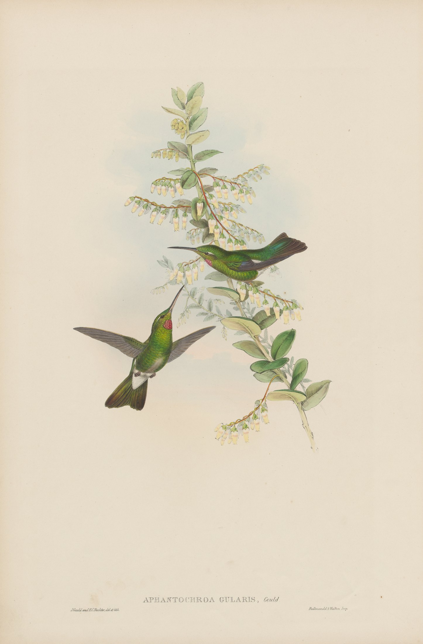Aphantochroa gularis, Gould — John Gould