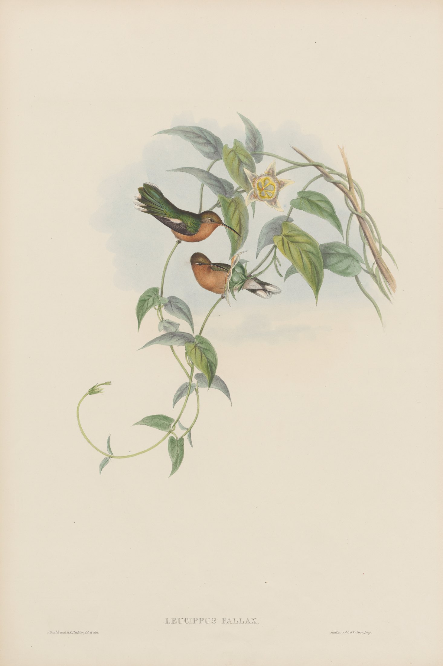 Leucippus fallax — John Gould