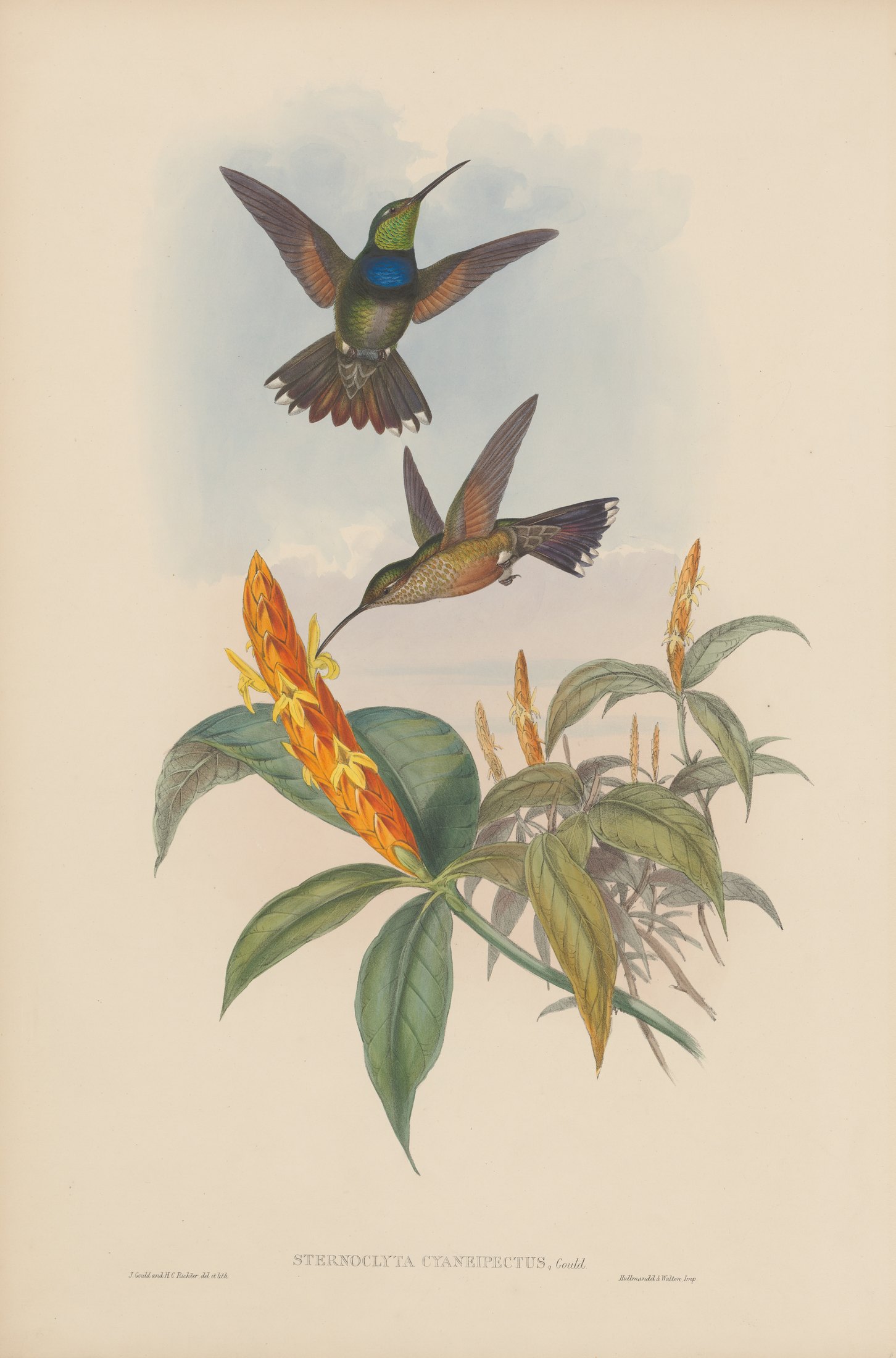 Sternoclyta cyaneipectus — John Gould