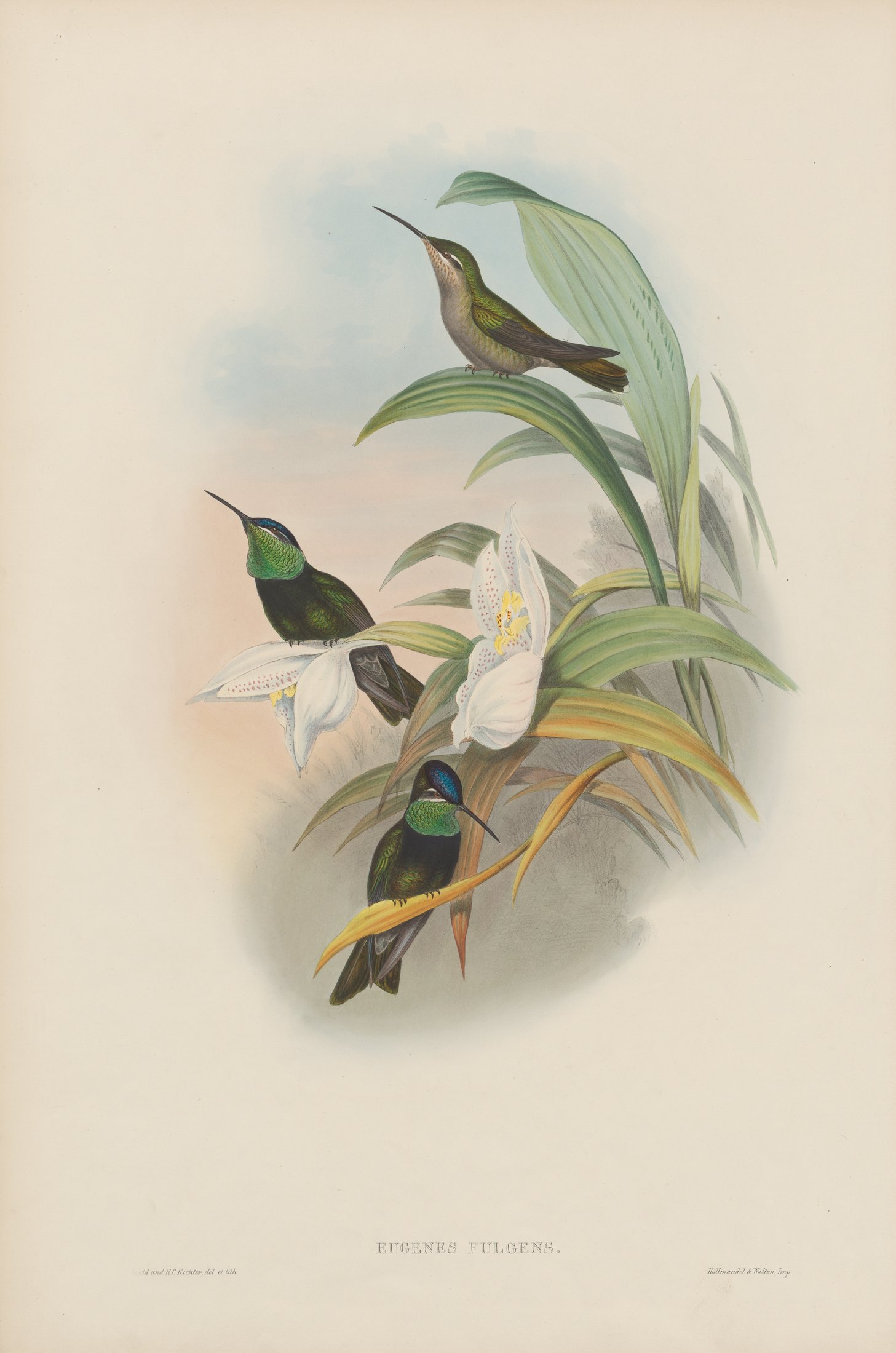 Eugenes fulgens — John Gould
