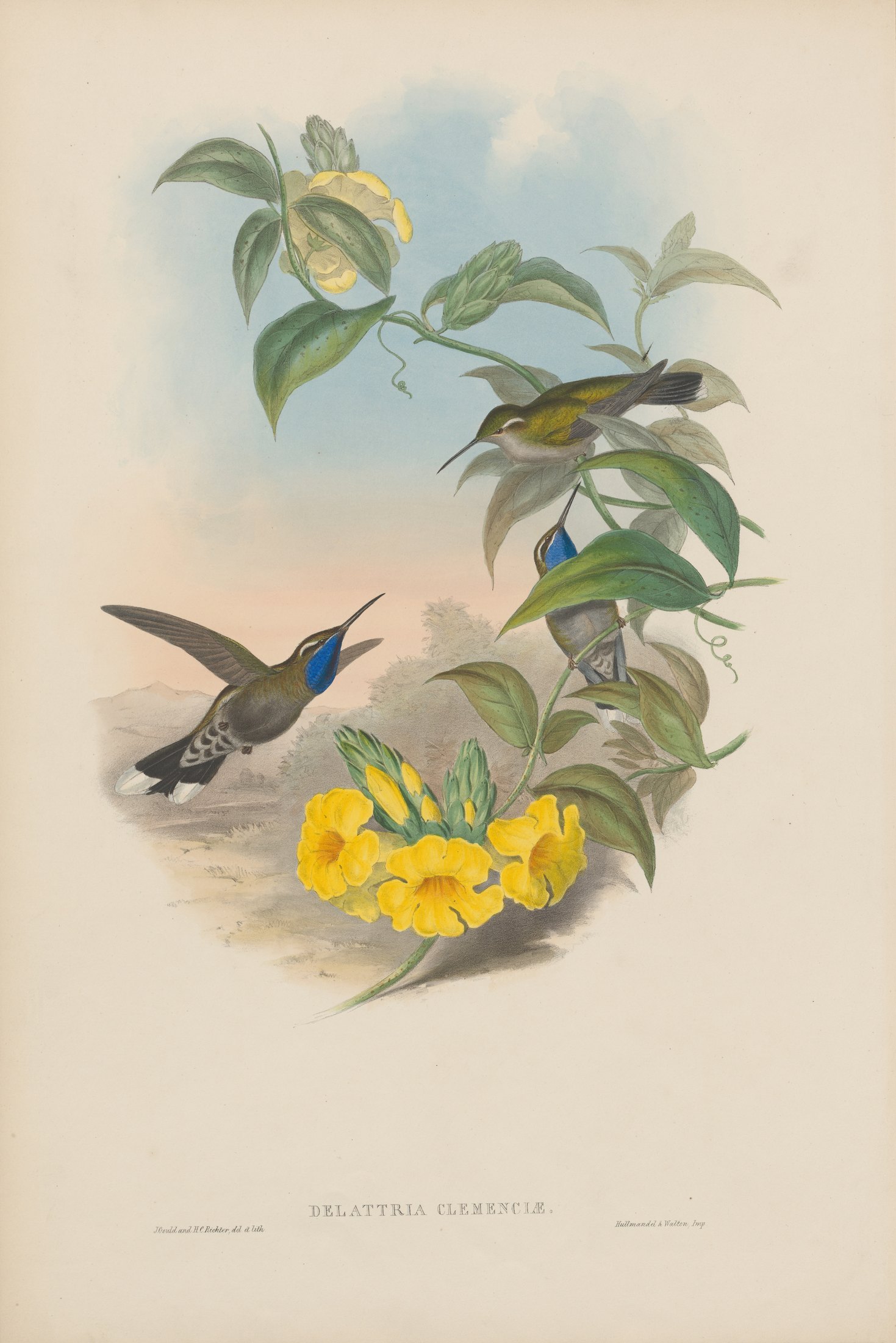 Delattria clemenciae — John Gould