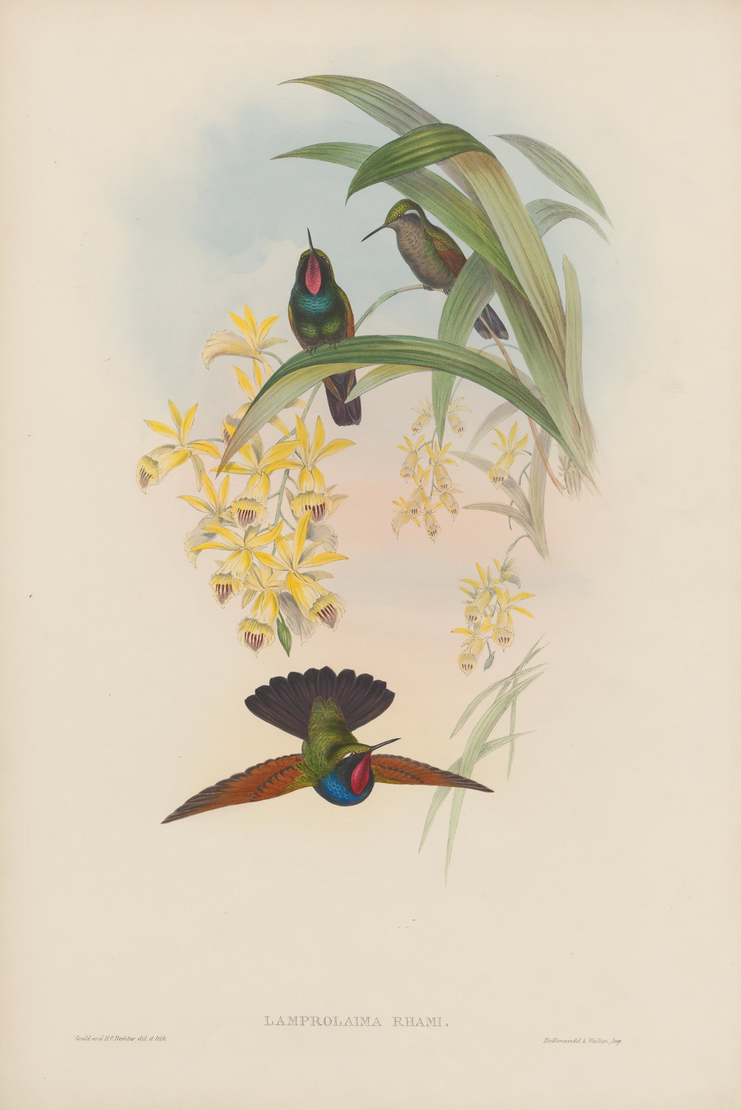 Lamprolaima rhami — John Gould