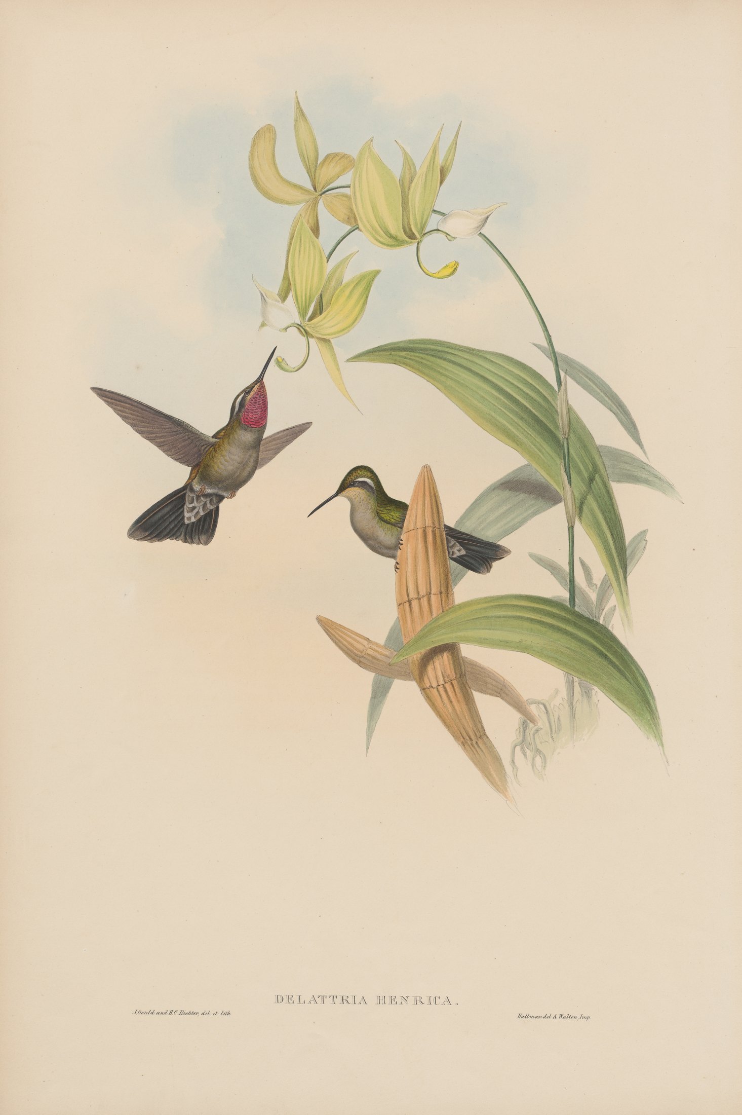 Delattria henrici — John Gould