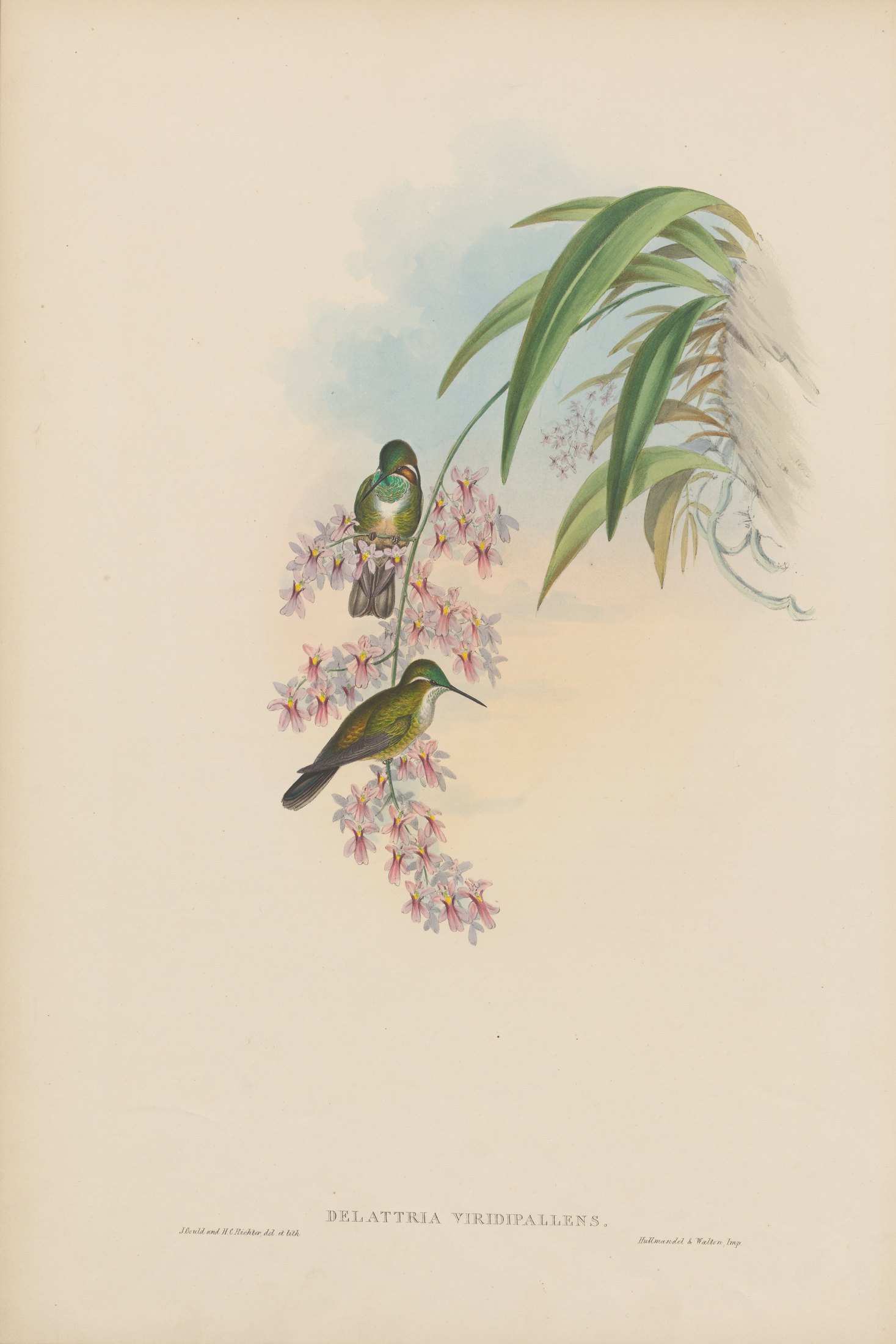 Delattria viridipallens — John Gould