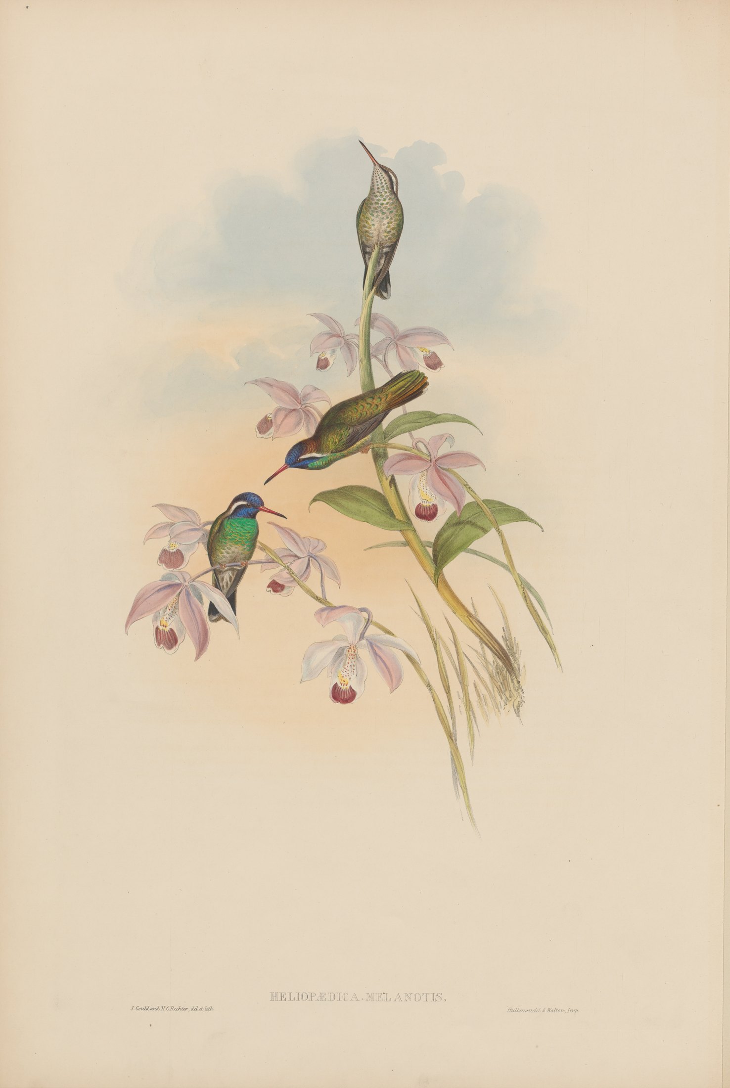 Heliopaedica melanotis — John Gould