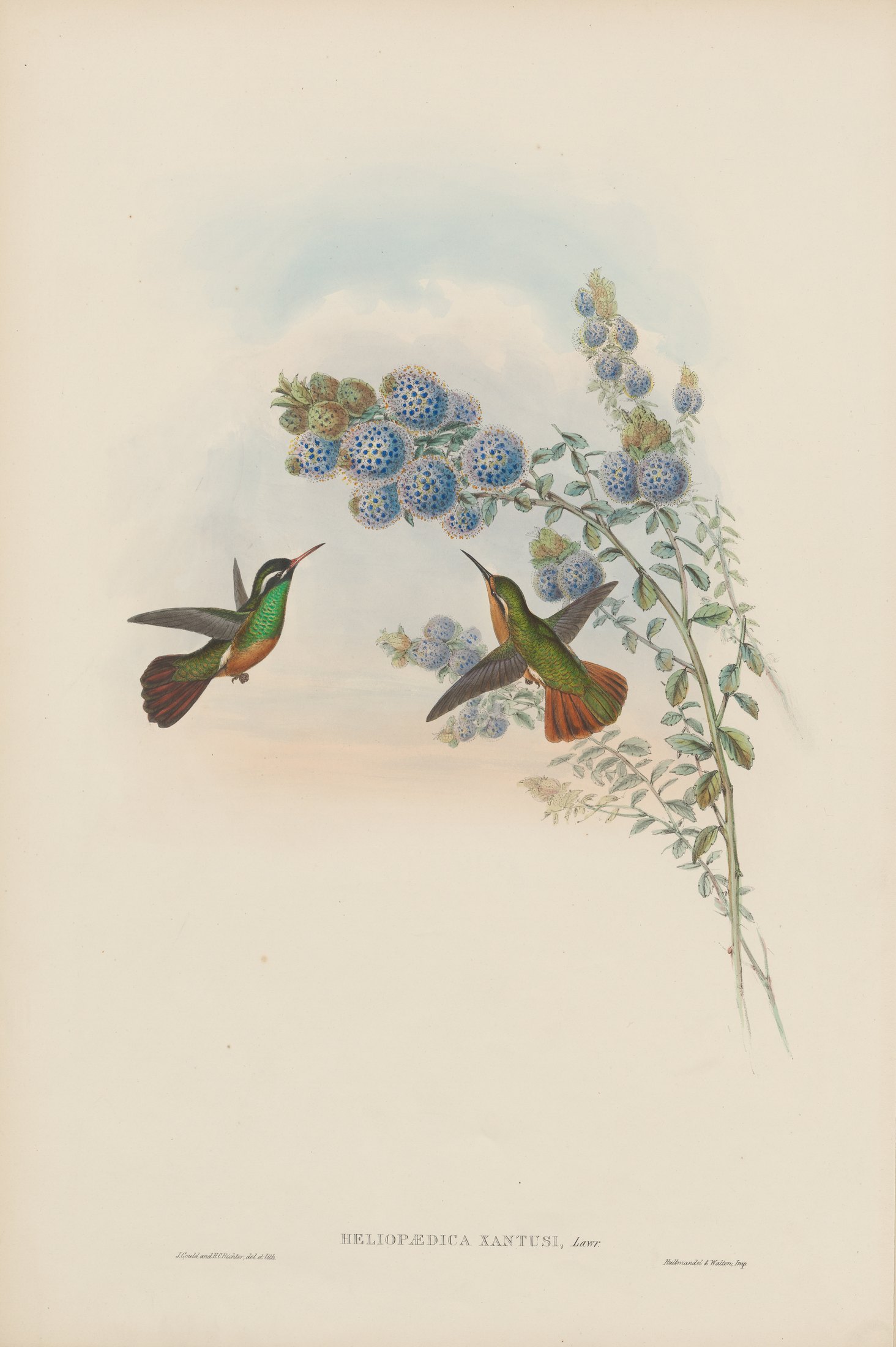 Heliopaedica xantusi — John Gould
