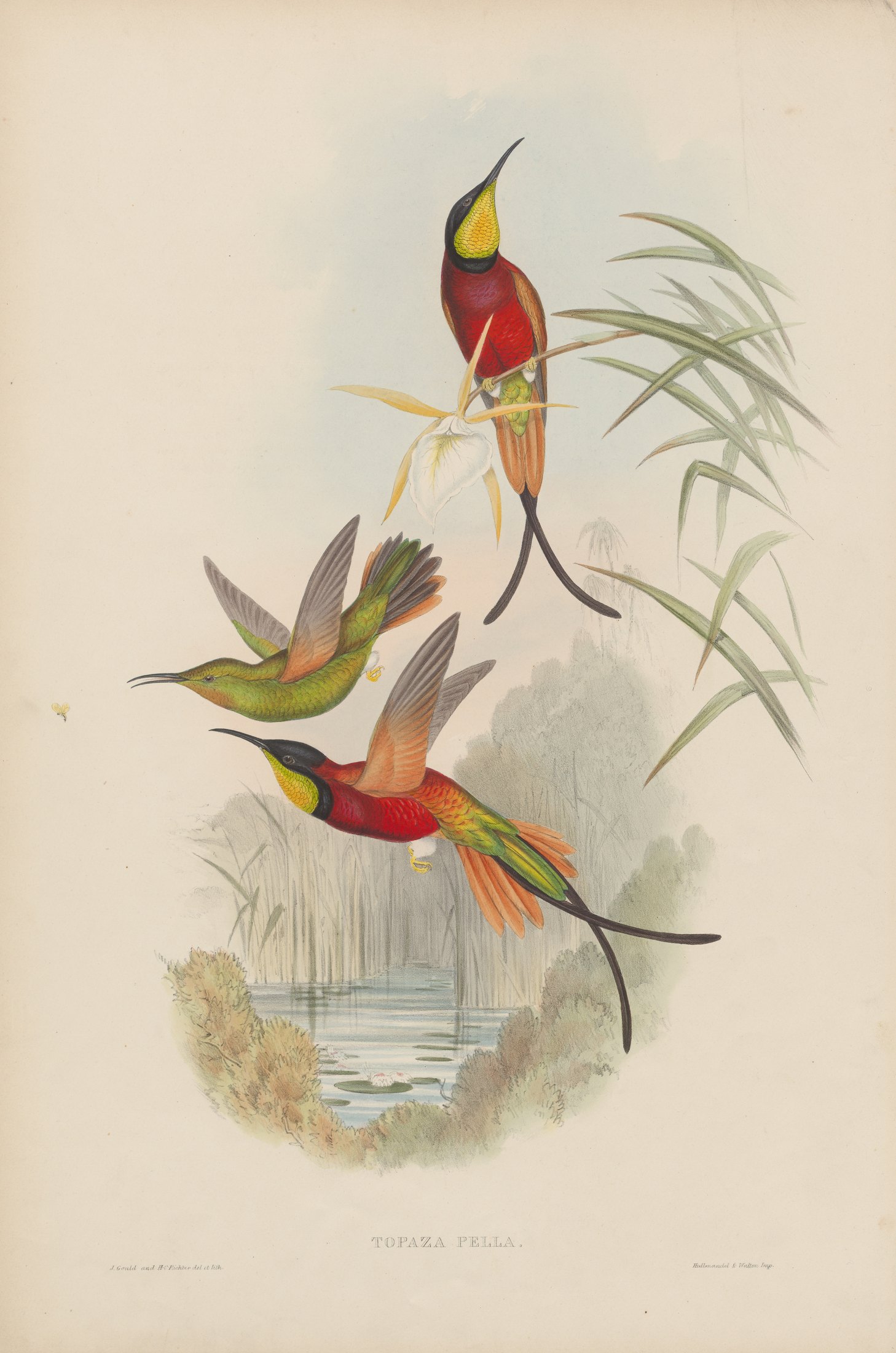 Topaza pella — John Gould