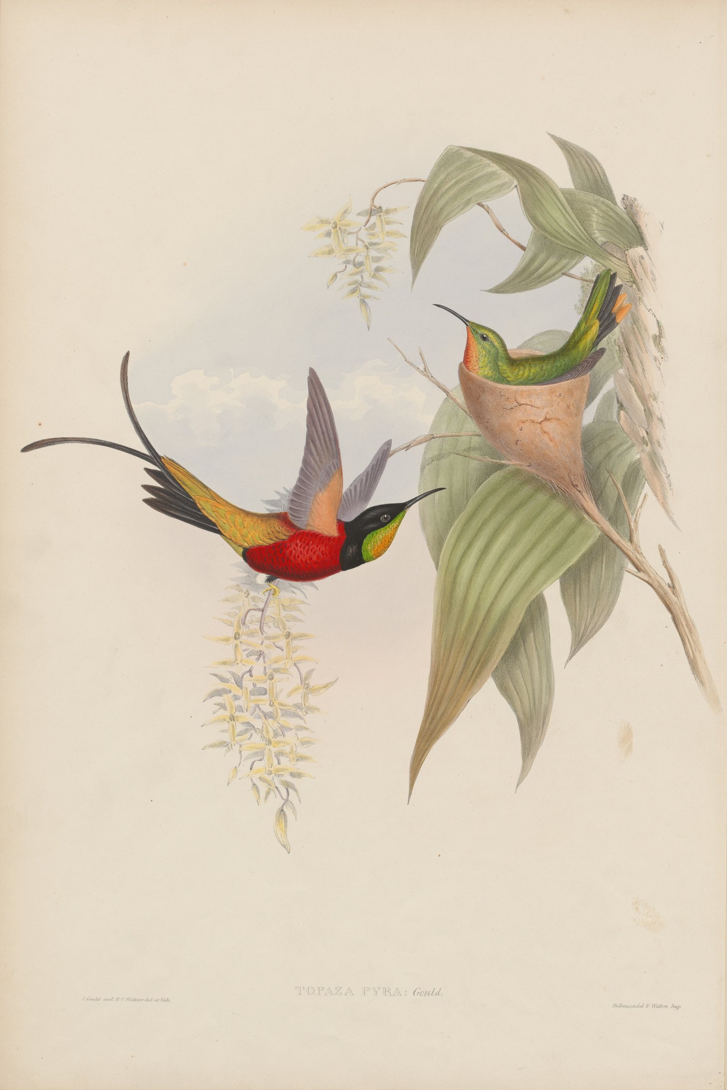 Topaza pyra, Gould — John Gould